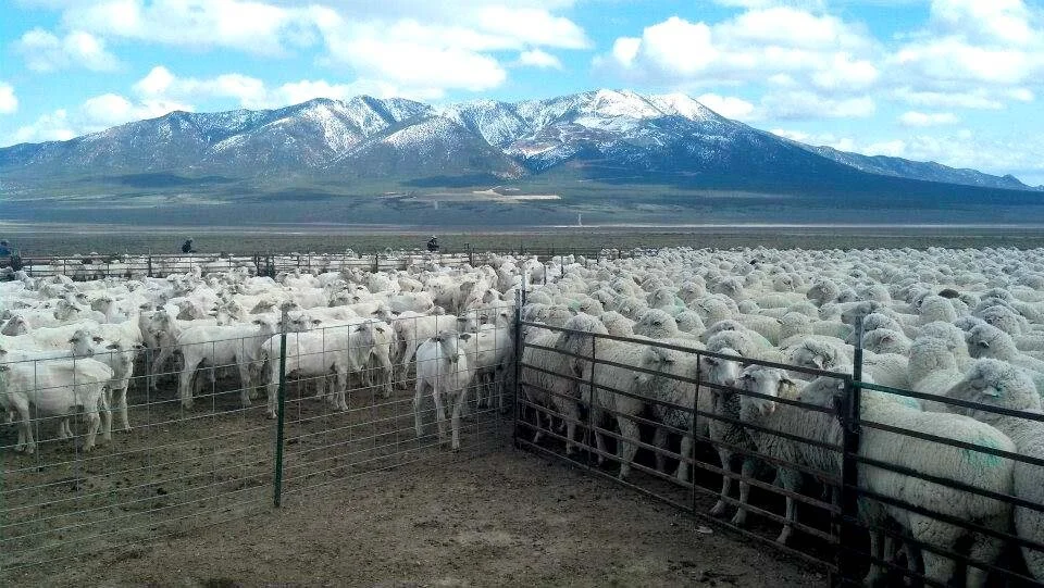 utah wool marketing contact.jpg