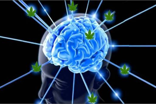 Is Marijuana Good or Bad for the Brain?