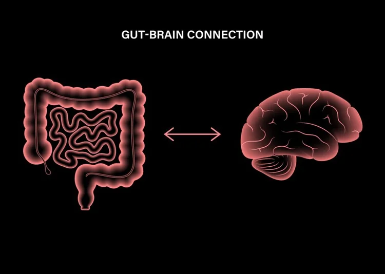 The Importance of The Gut and Brain Connection — Communicating ...