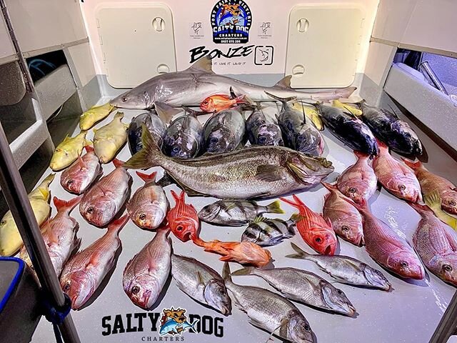 Southwest at its best! The old offshore fish lotto didn&rsquo;t disappoint today. 😀
Ph;0407 675 284😀👍 #offshore #fishing @saltydogcharters