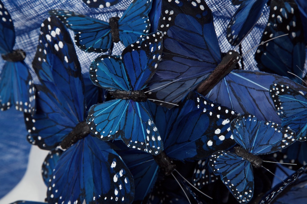 Candice blue butterfly close up