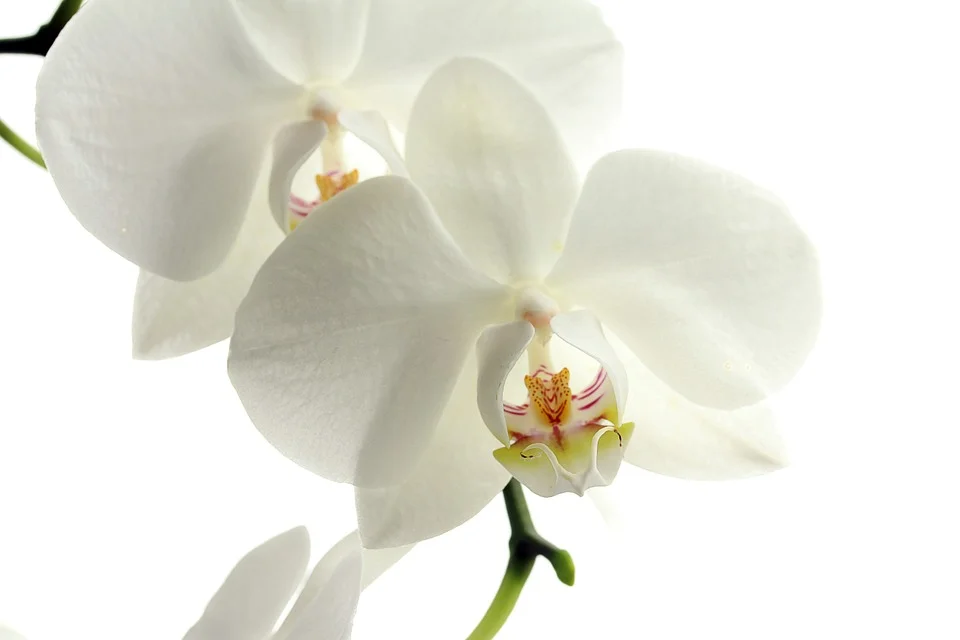 Entregue esta flor para a Carmem	