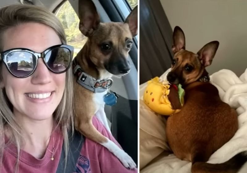 Enfermeira adota cão de paciente em estado terminal