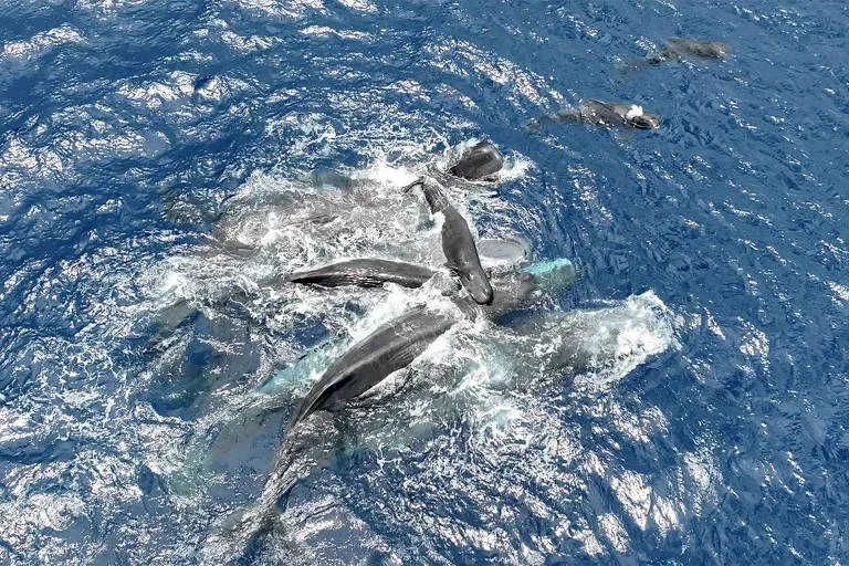 Baleias cercam mãe e levam filhote à superfície para respirar pela primeira vez após o parto