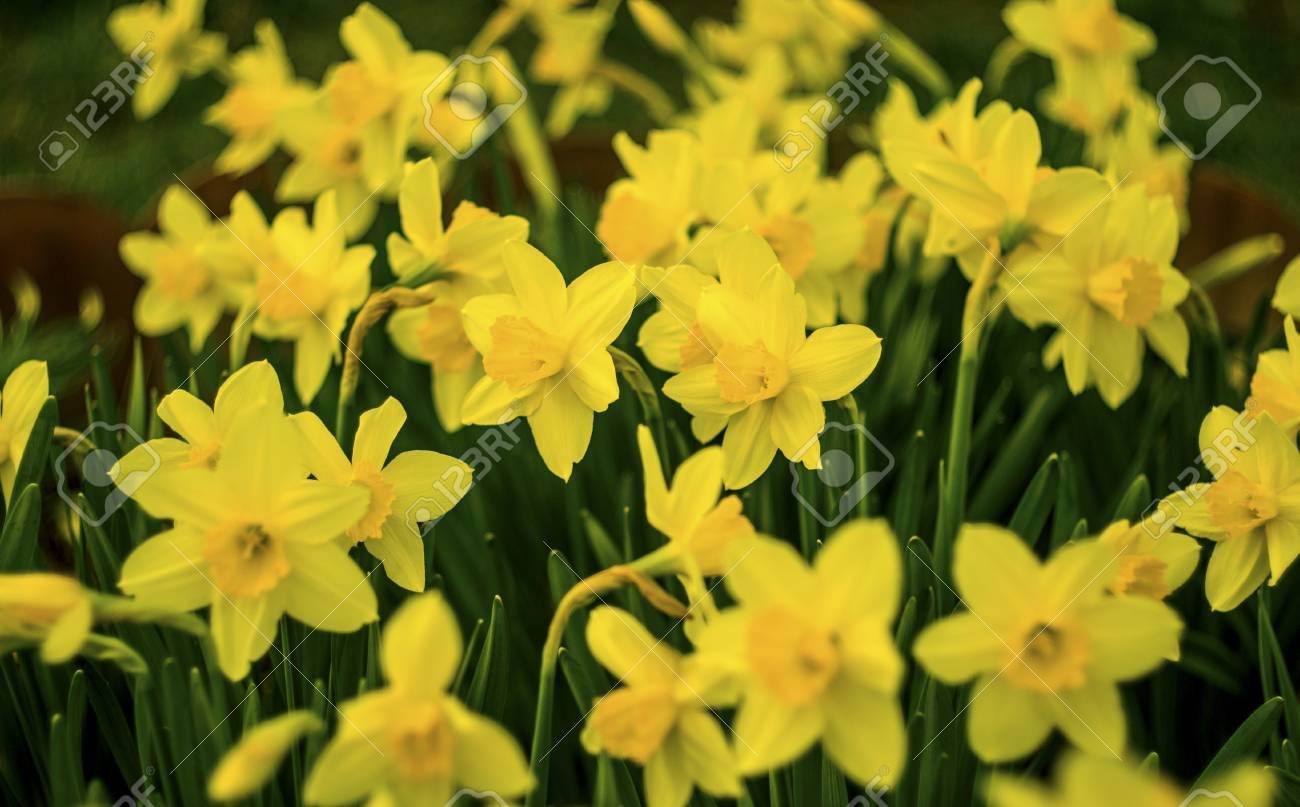 76838519-daffodils-flowers-of-daffodils-yellow-daffodil-flower-in-the-field-.jpg