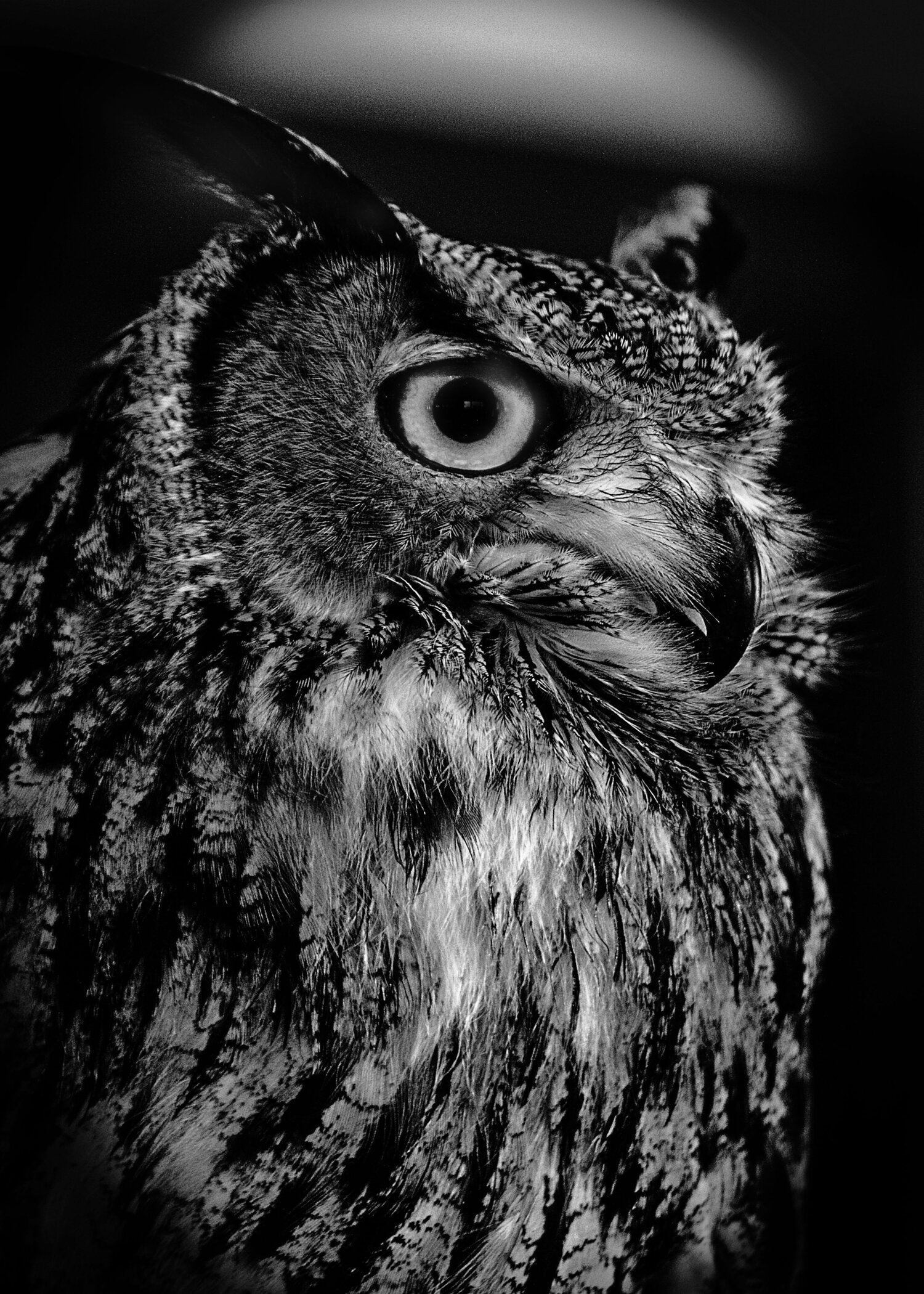 * Curning Nature Photography