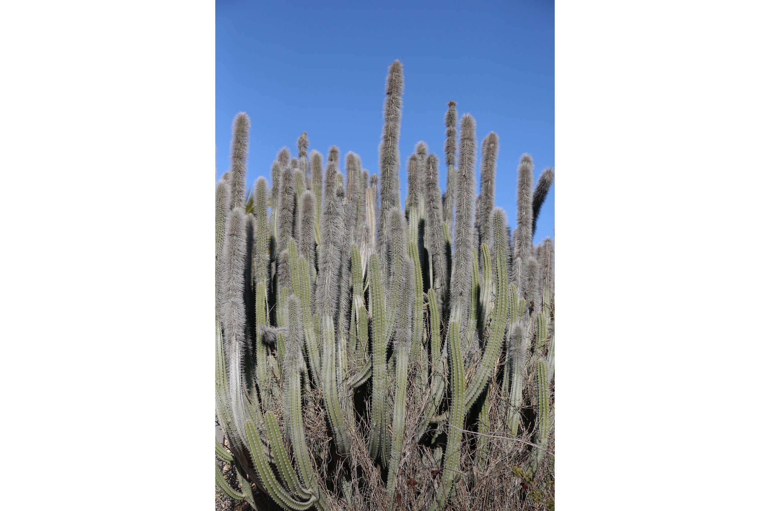 Todos Santos