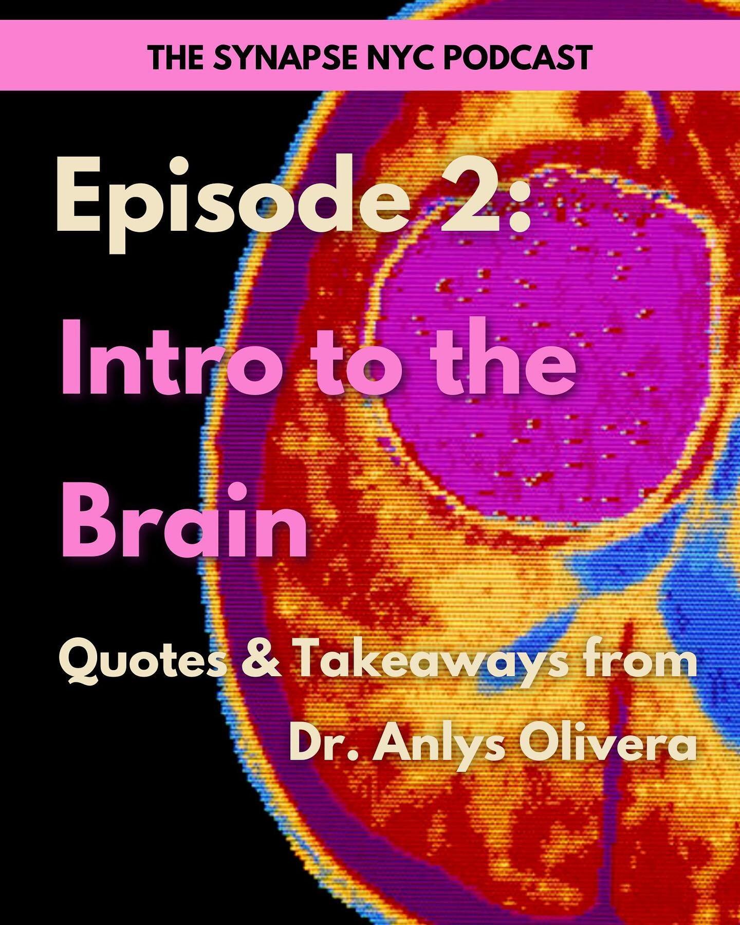 In order to understand the brain and its multiple functions, we first need to learn about neurons. 
What are neurons? What do neurotransmitters do? And what is their role in various psychological processes? 

In the second episode of THE SYNAPSE NYC 