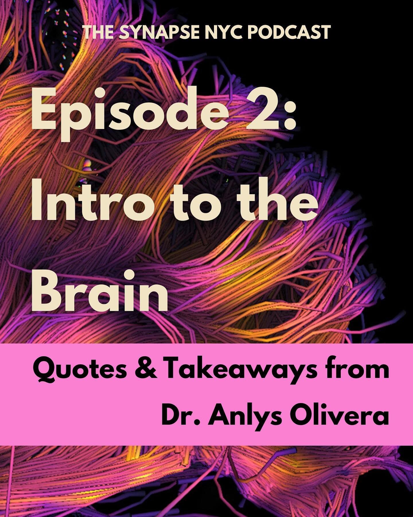 🧠THE SYNAPSE NYC PODCAST - EPISODE #2 / INTRO TO THE BRAIN🧠
Have you listened to our second episode yet? In this episode, we host Dr. Anlys Olivera from Columbia University for a conversation on the brain, the body, and how they interact. 
This epi