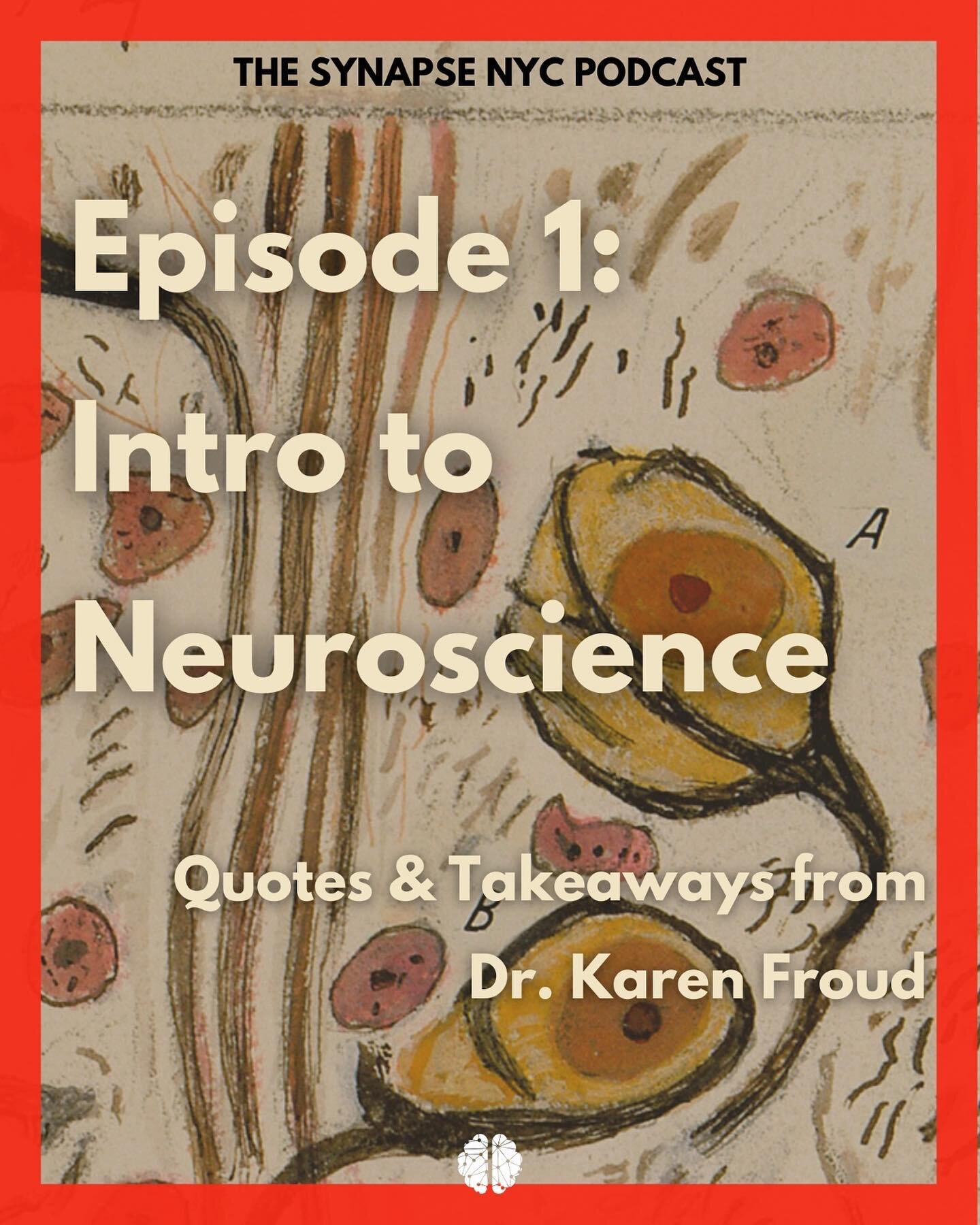 🧠THE SYNAPSE PODCAST // INTRO TO NEUROSCIENCE🧠
Here are some of our favorite quotes and takeaways from the first episode with Dr. Karen Froud:&nbsp;&quot;Intro to Neuroscience&quot;. 
We discussed some fascinating topics and key terms in neuroscien