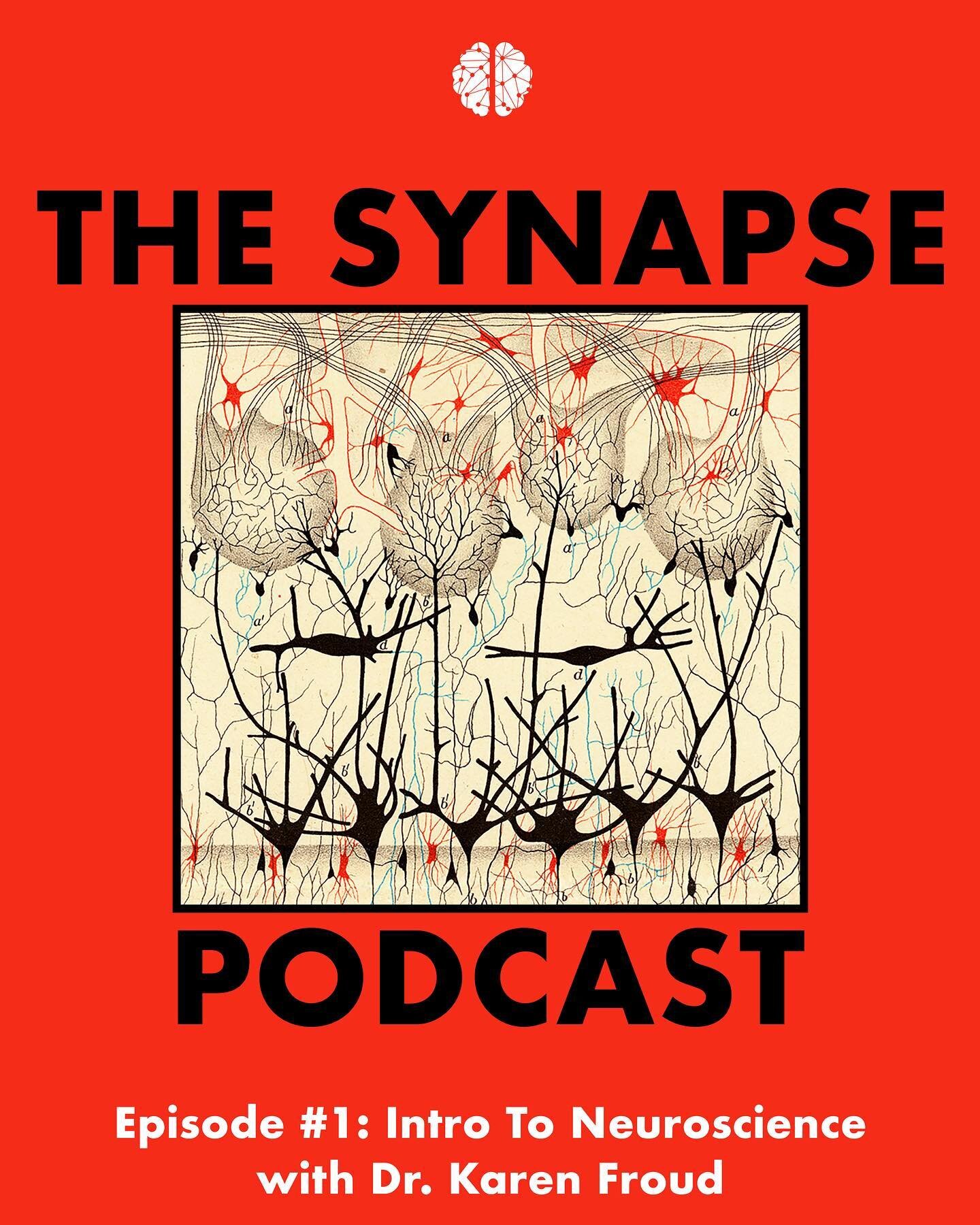 The Synapse presents: THE SYNAPSE NYC PODCAST 😍🧠🎤
Our first episode, &ldquo;Intro To Neuroscience&rdquo;, is out and we can&rsquo;t wait for you to tune in! LINK IN BIO 

Have you ever wondered if we could change our memories? Why we crave love? I