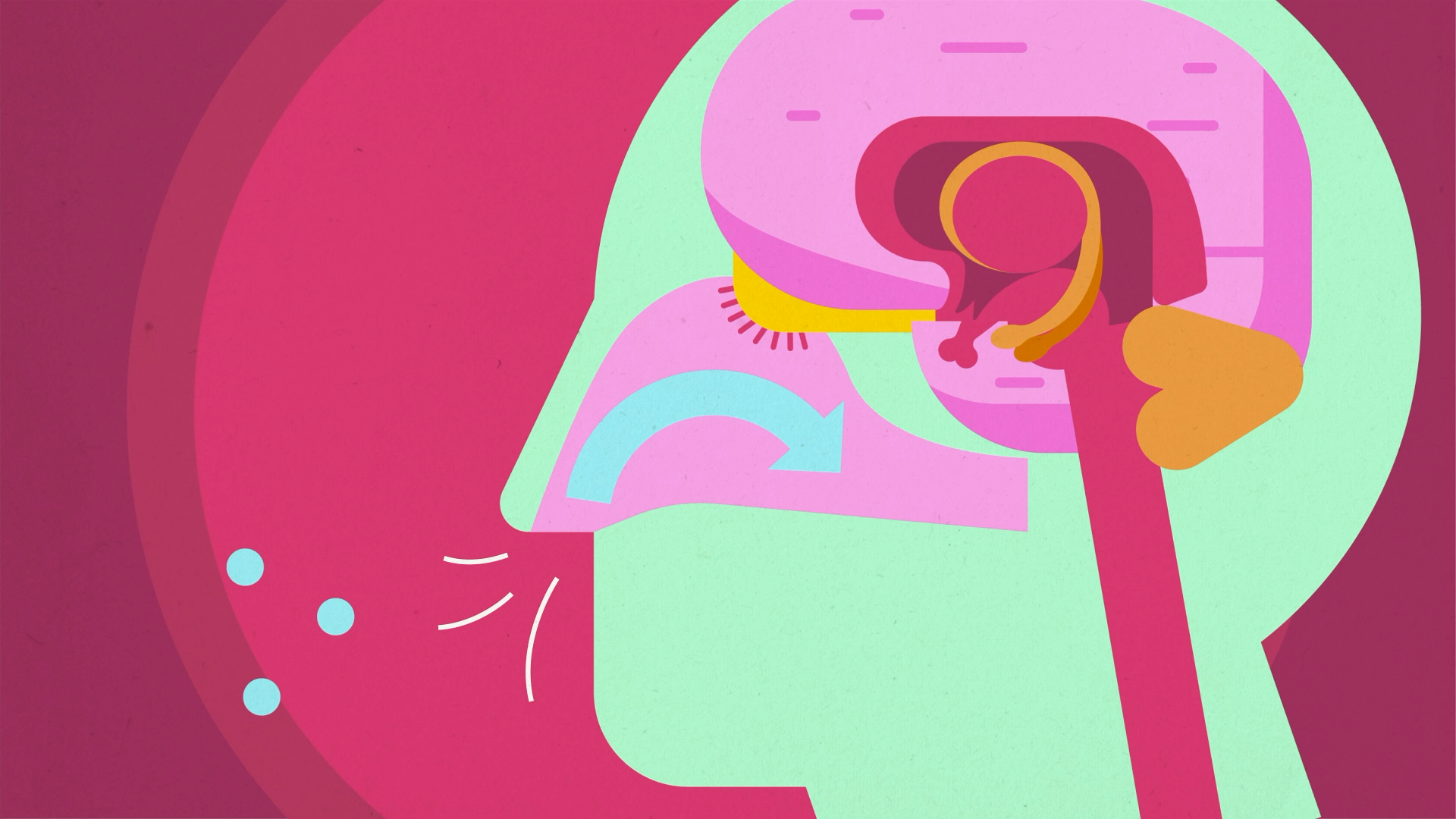 A colorful illustration of a cross-section of the human head showing the anatomy of the throat and nasal passages with a pink background.