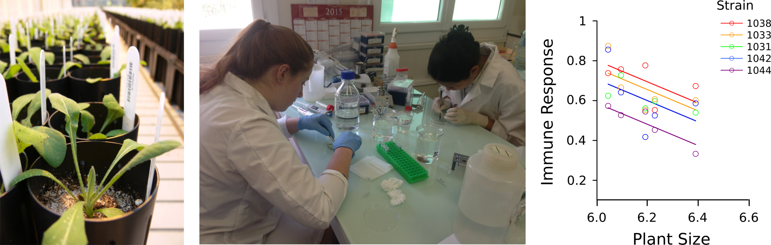 At left, large scale phenotyping of yellow starthistle ( Dlugosch et al. 2015 ); center, culturing plant-associated bacteria in Europe ( Lu-Irving et al. 2019 ; photo: Julia Harencar); at right, trade-offs between plant size and immune response to bacteria ( Kaczowka et al. 2017 ).