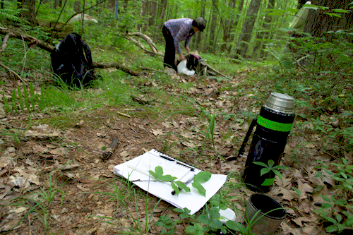 Preserving leaf tissue on liquid nitrogen for RNA-seq (photo: Hannah Marx).