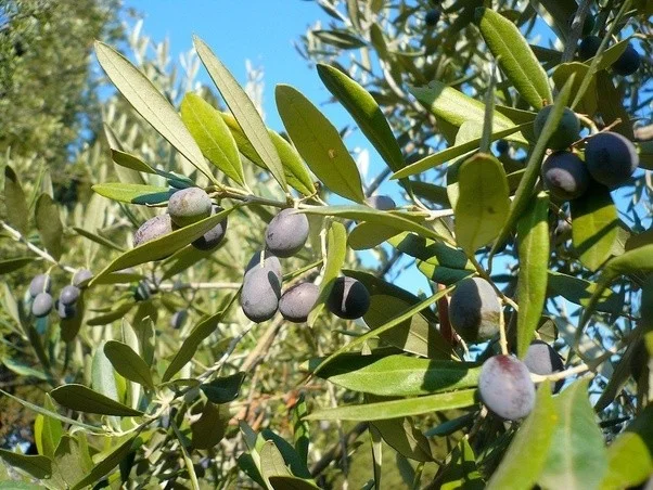 Olive oil and wine are the ancient equivalent of petrol and narcotics