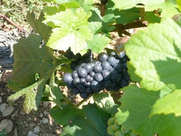 Ripe, but maybe not yet hyper ripe 2 weeks before harvest. Burgundy.