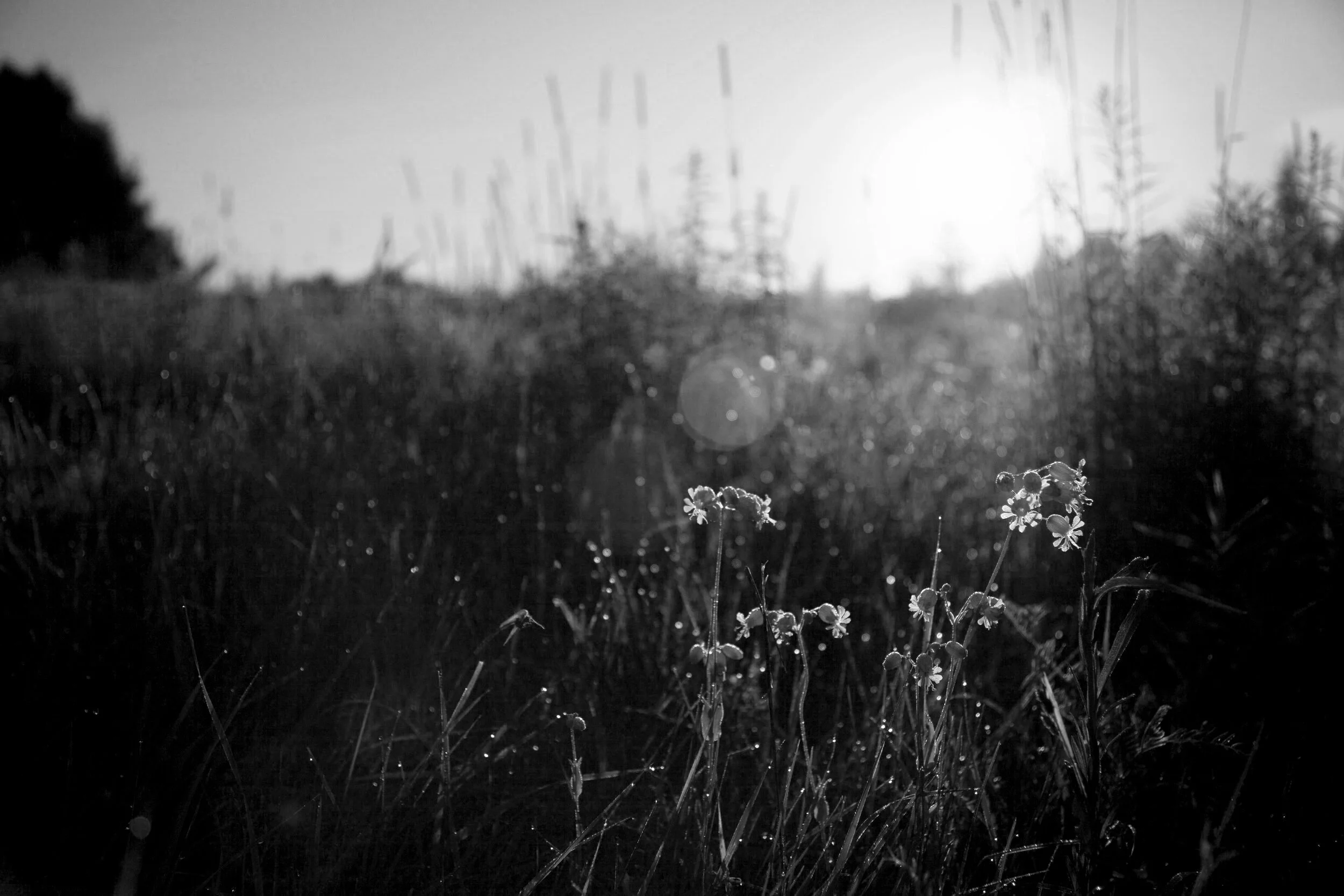landscape-nature-sunny-flowers.jpg