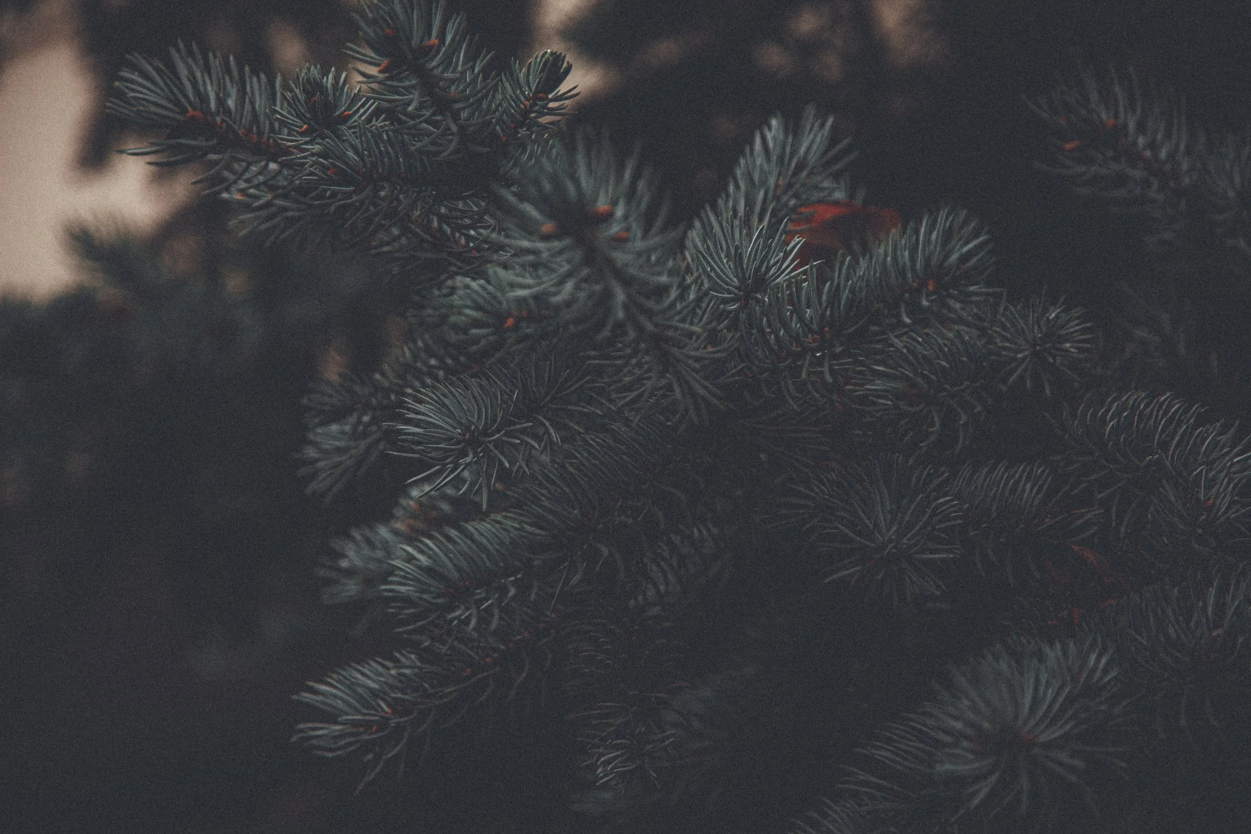 pexels-roman-odintsov-6332541.jpg