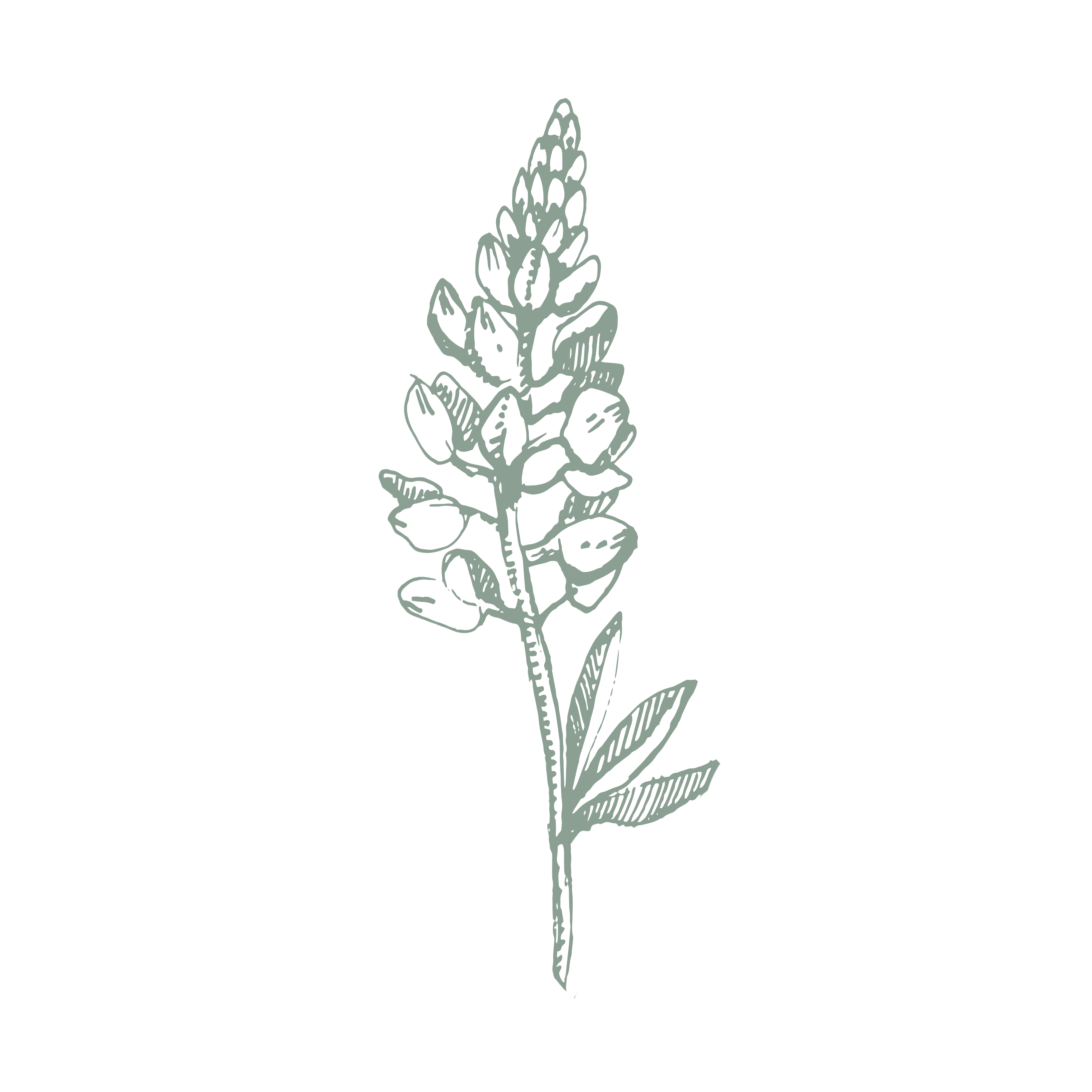 Line drawing of a tall flowering plant with multiple buds and leaves on a black background.