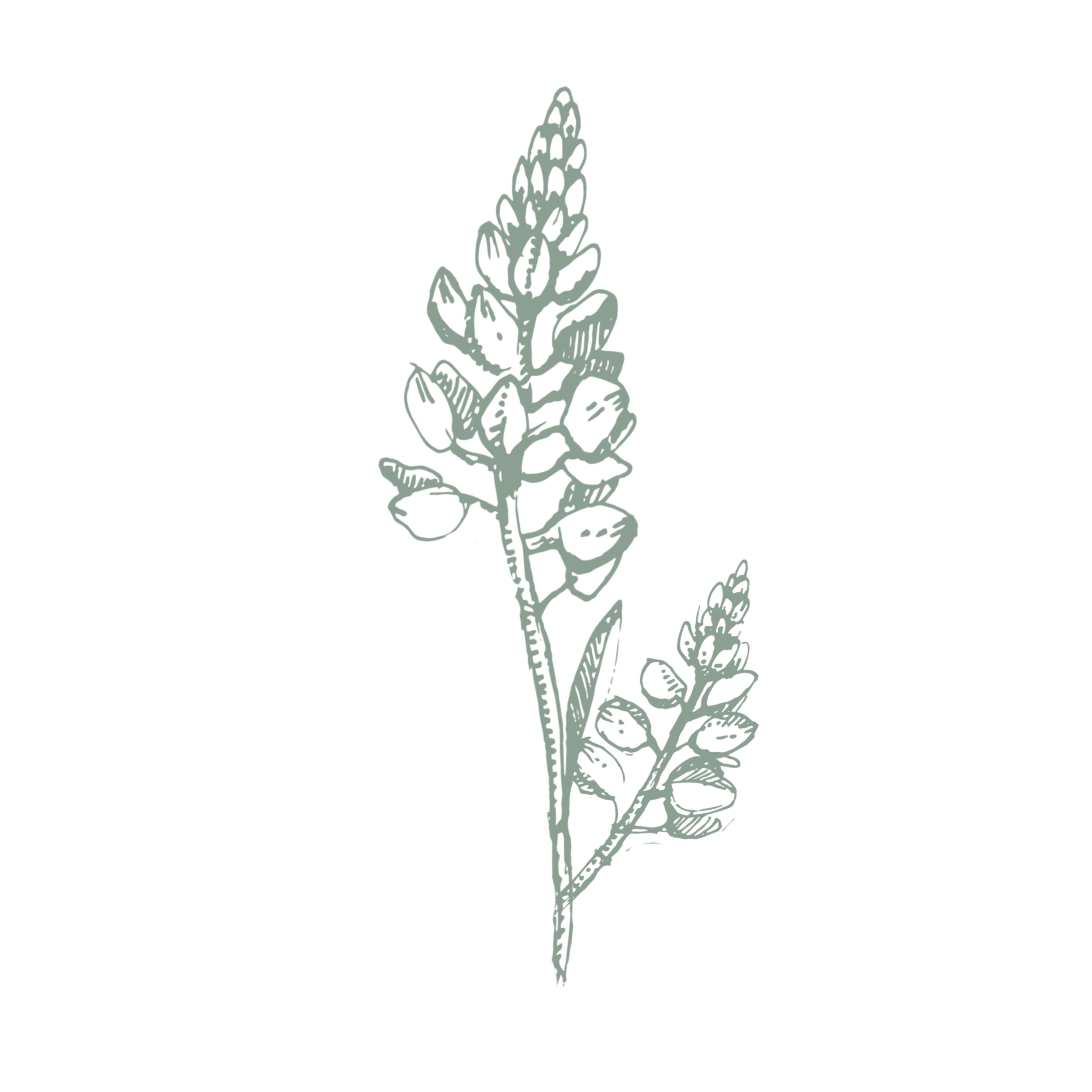Illustration of two lavender sprigs on a black background.