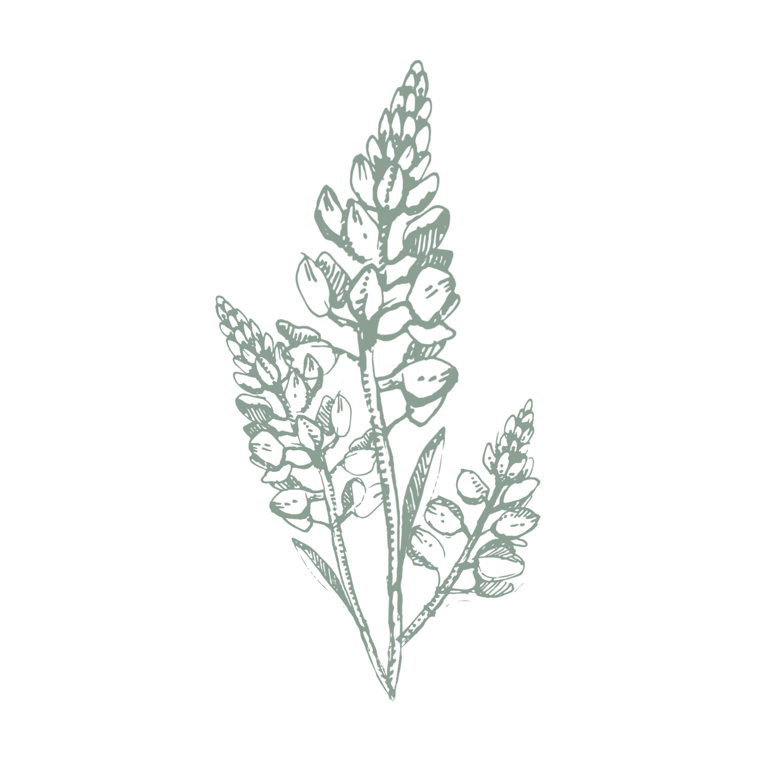 Illustration of a sprig of lavender with multiple flowers and leaves on a black background.