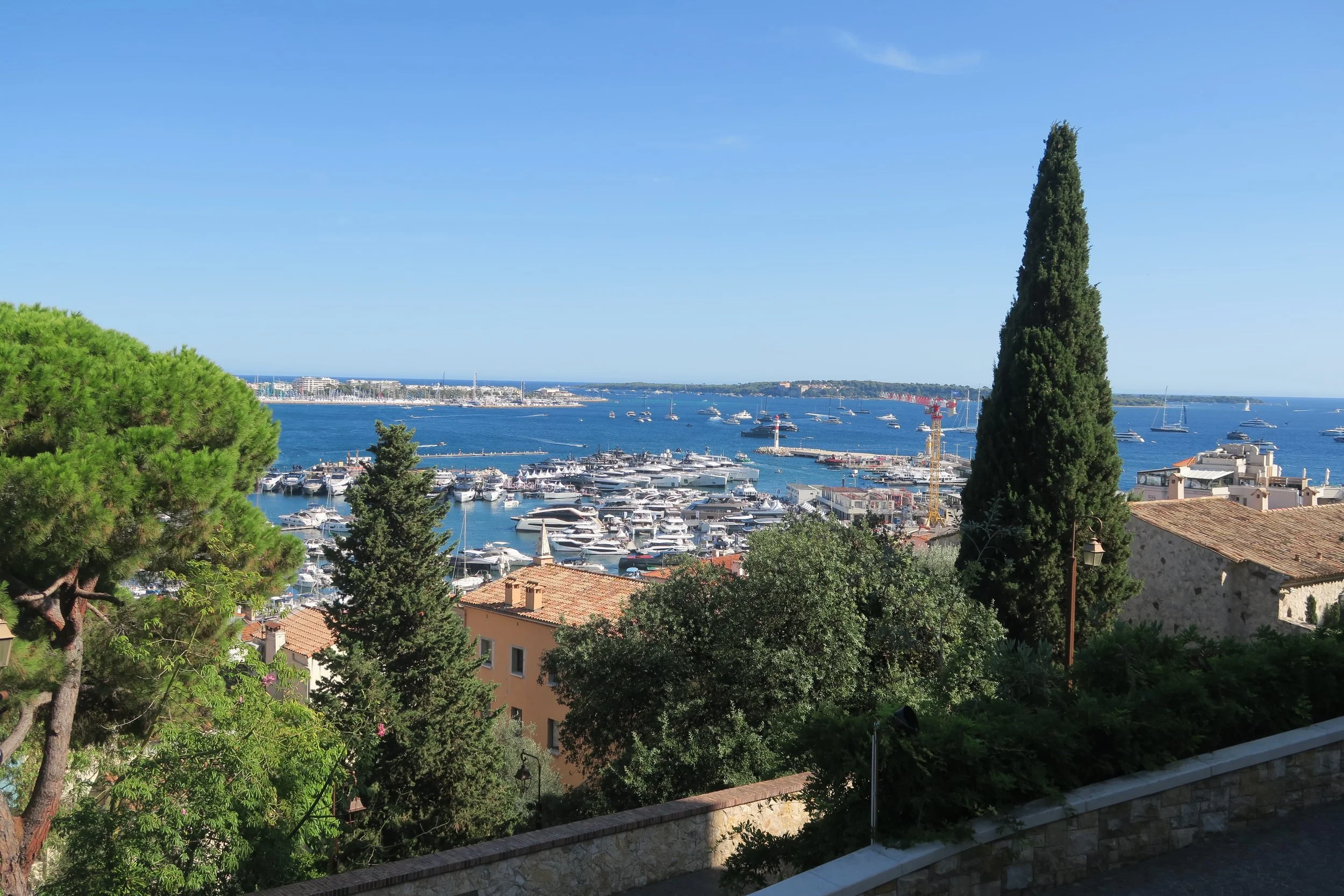 cannes tall trees and ocean