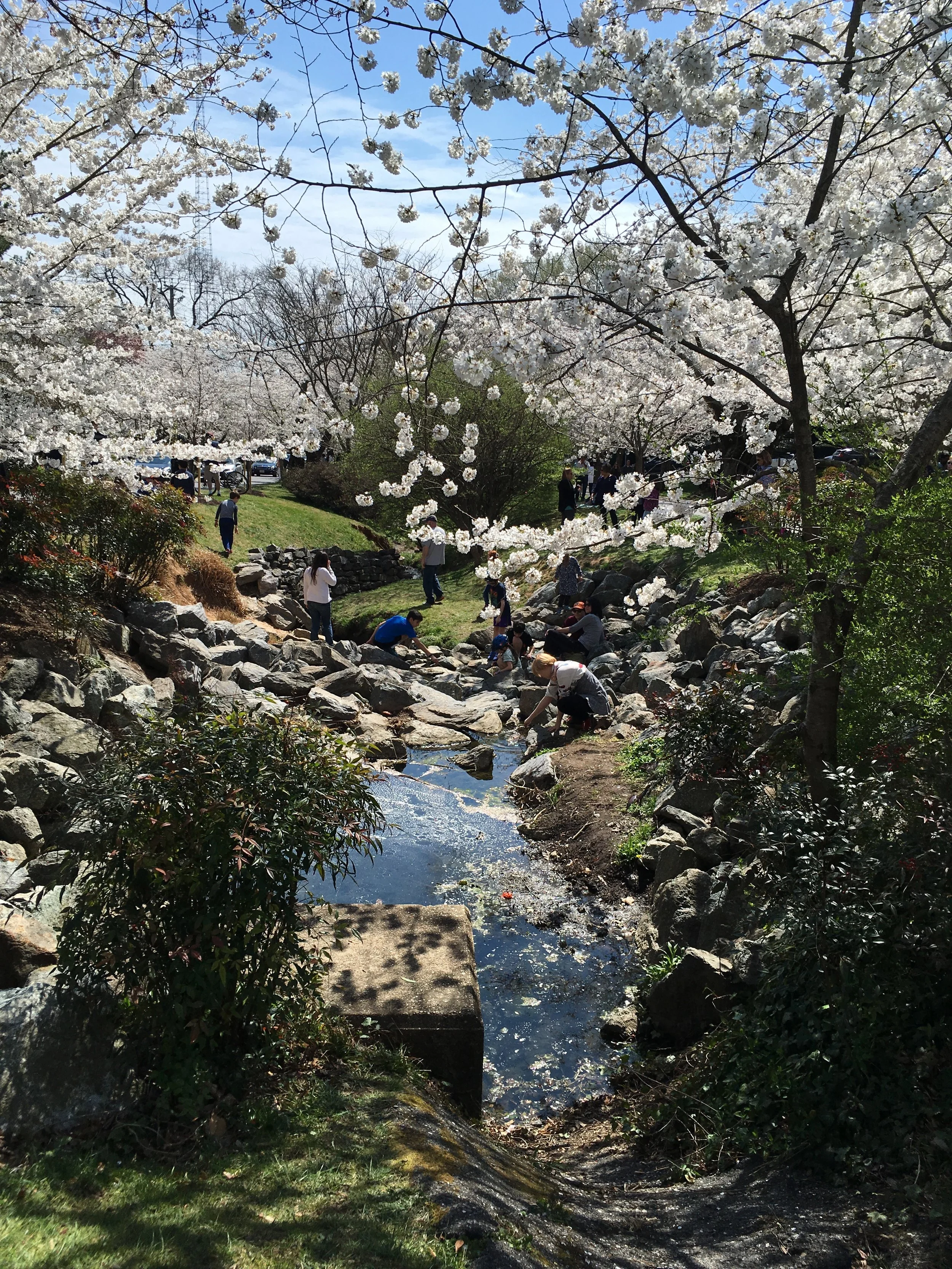 The cherry blossoms in Chevy Chase in Maryland; April 2019