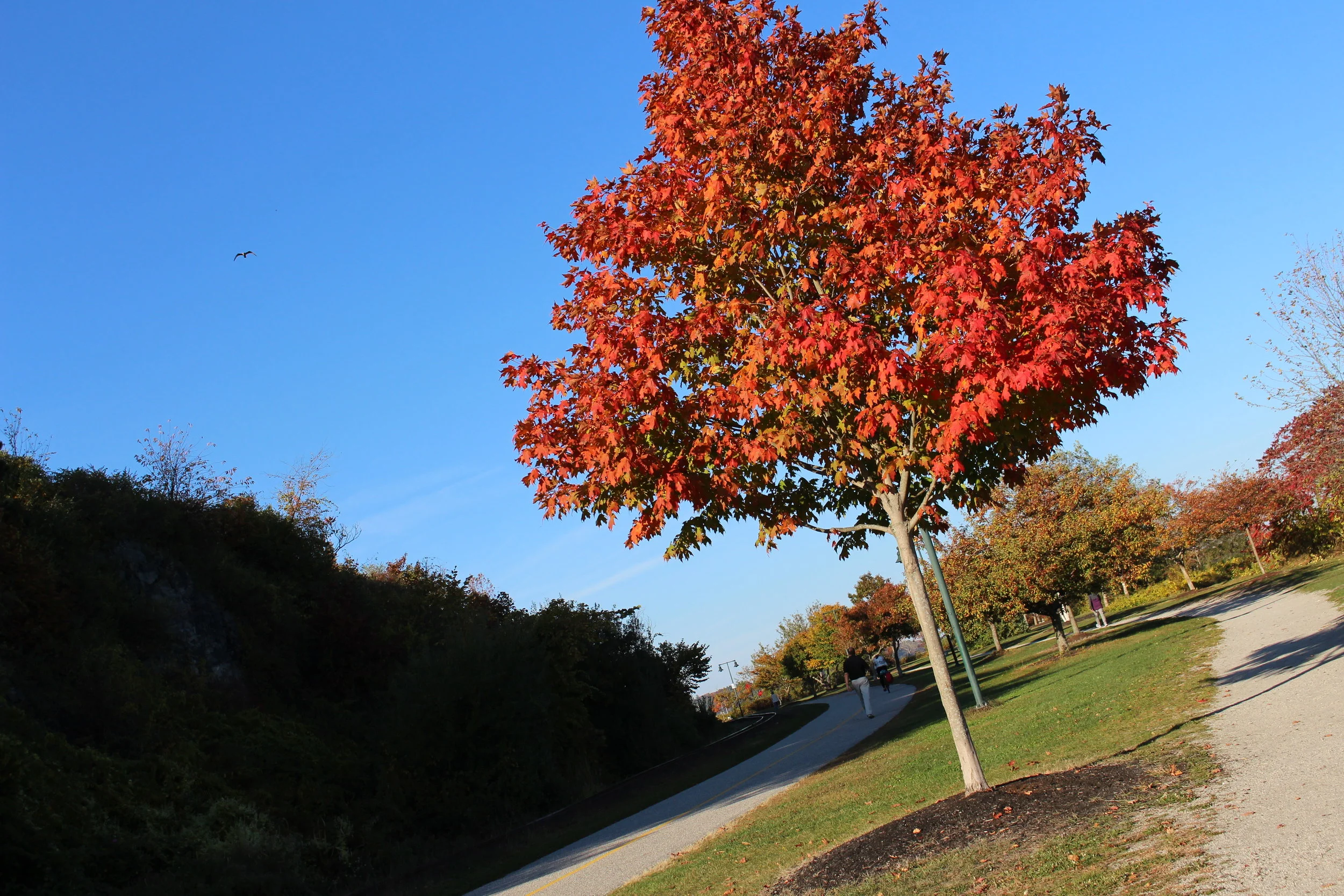 Walking through the park nearby Fort Allen in Portland with fiery red trees; October 2016