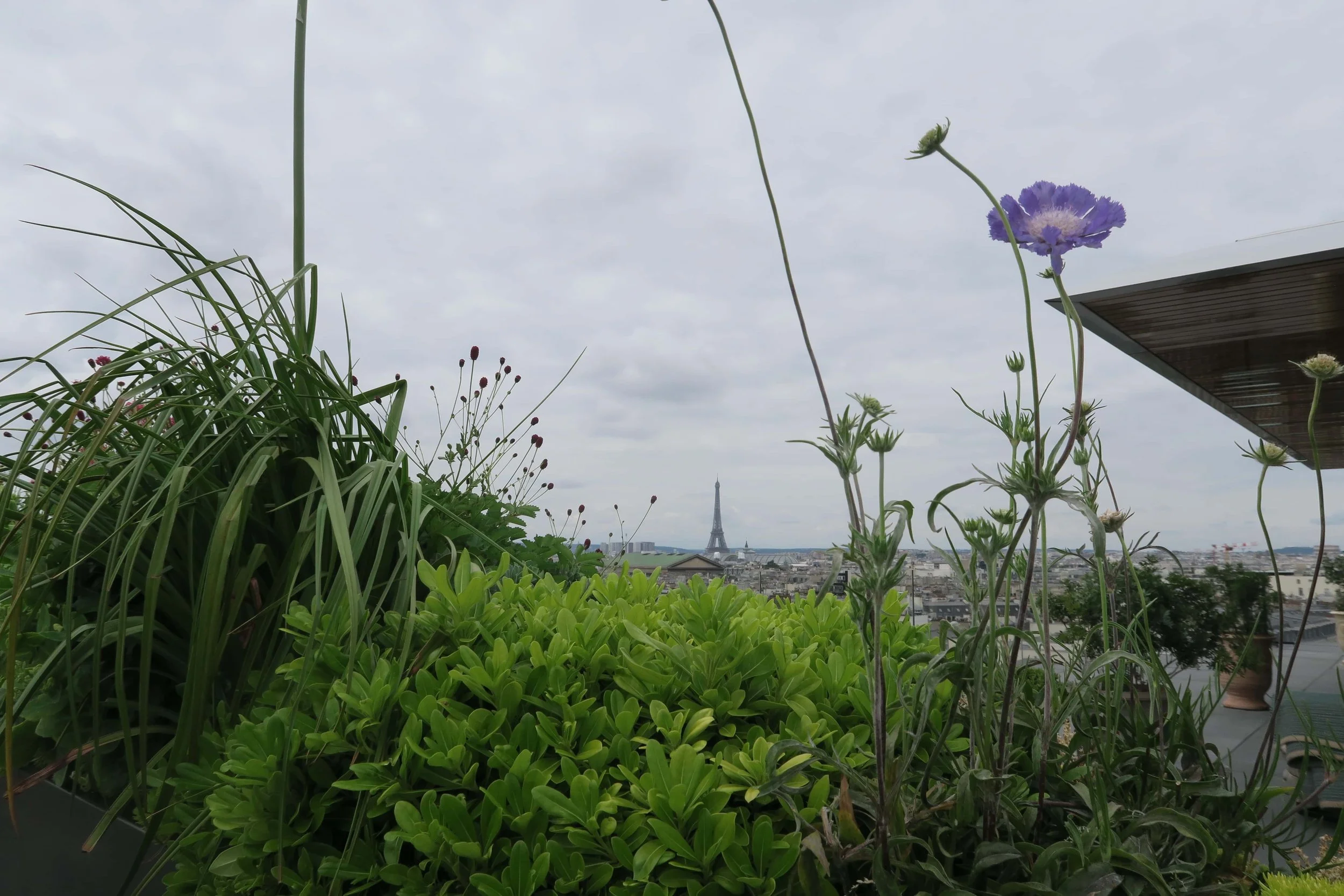 eiffel tower in distance with lots of greenery