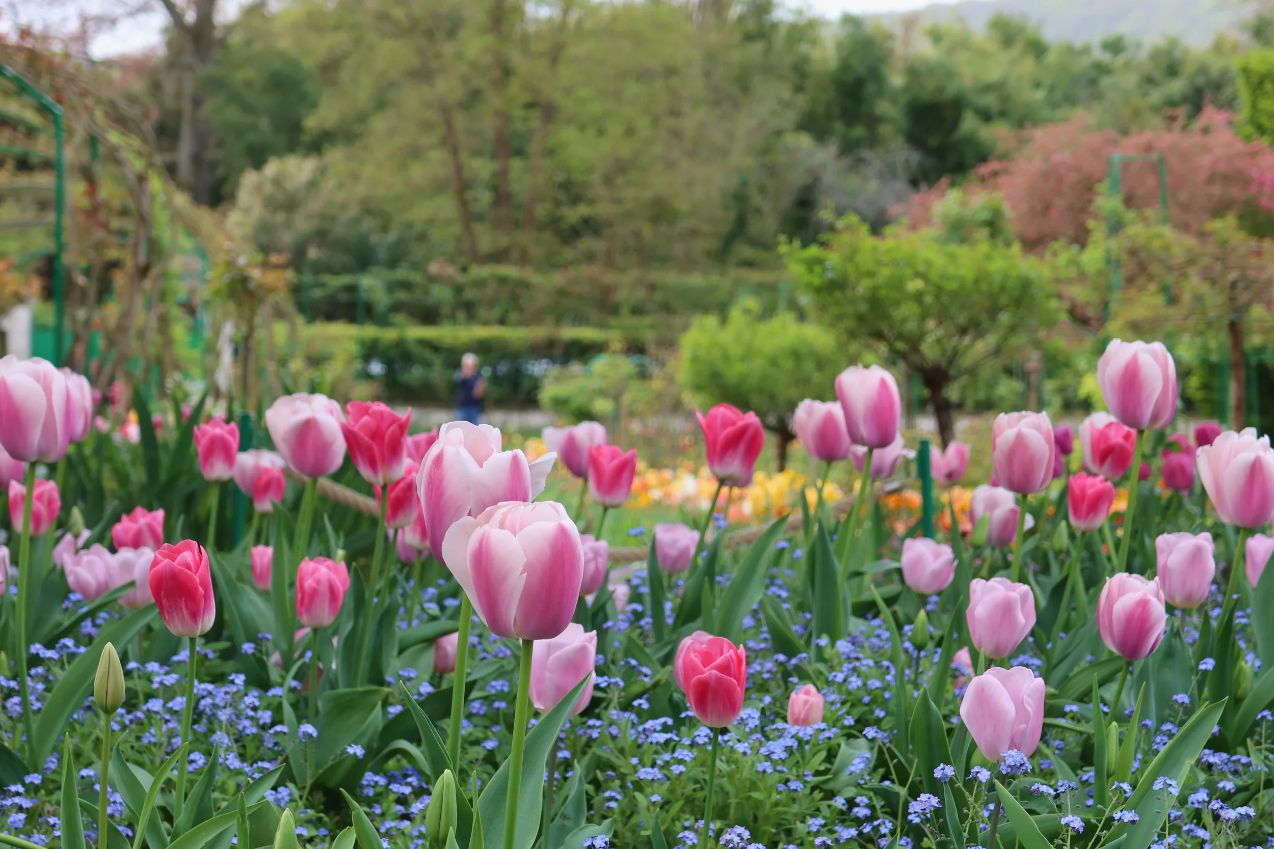 light pink flowers monet's garden