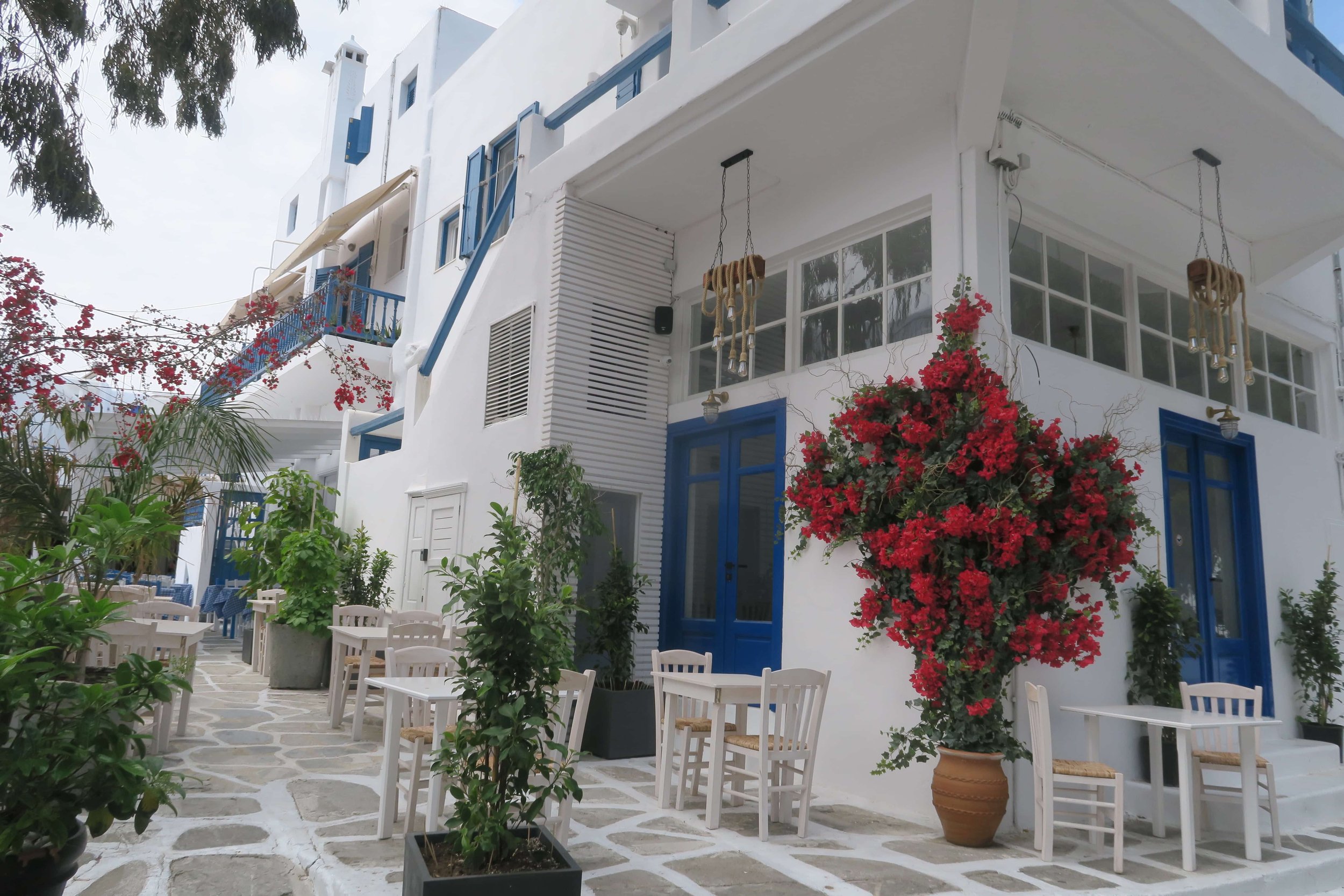 red flowers against white and blue homes