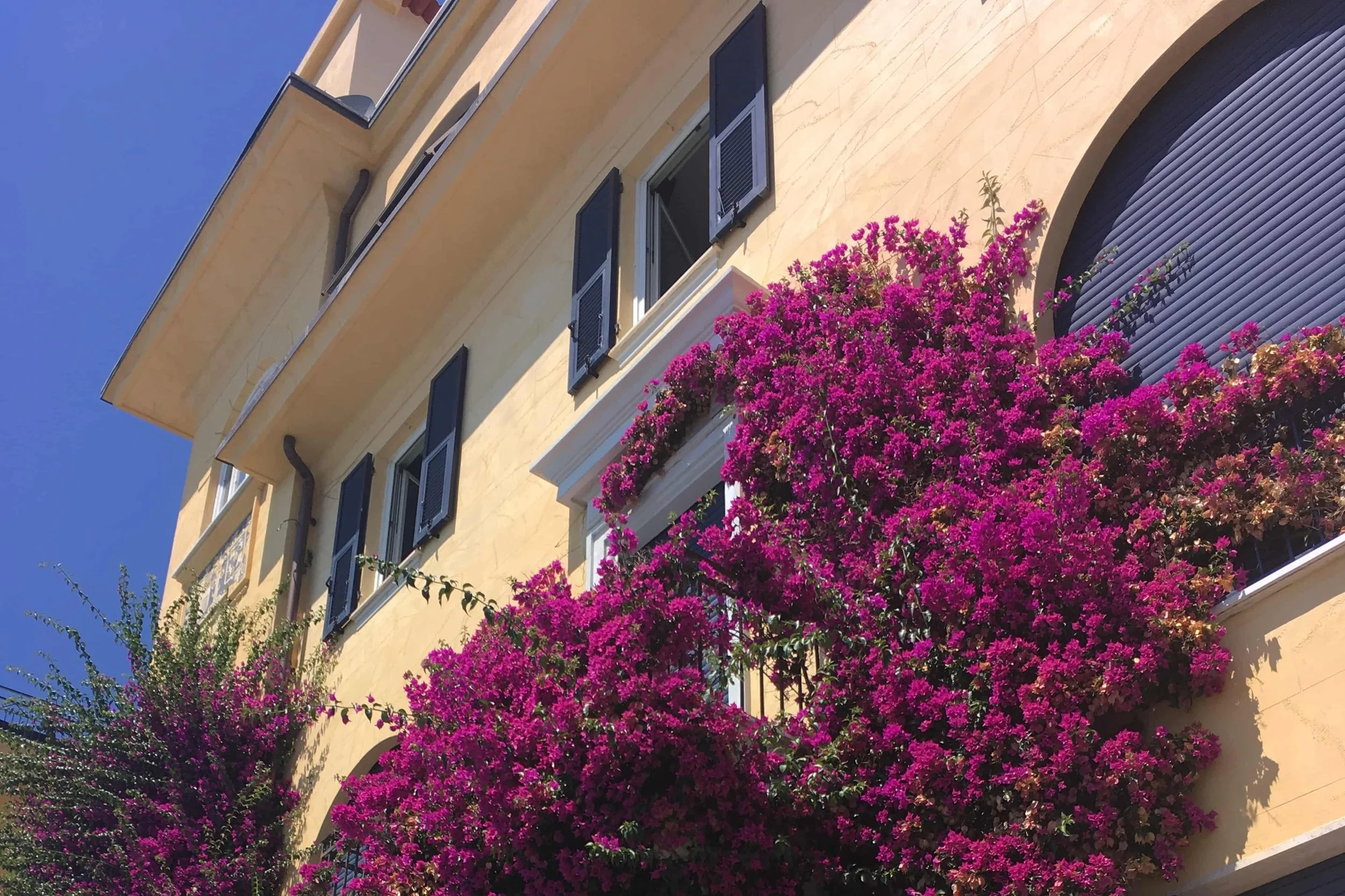 fuschia flowers on yellow building