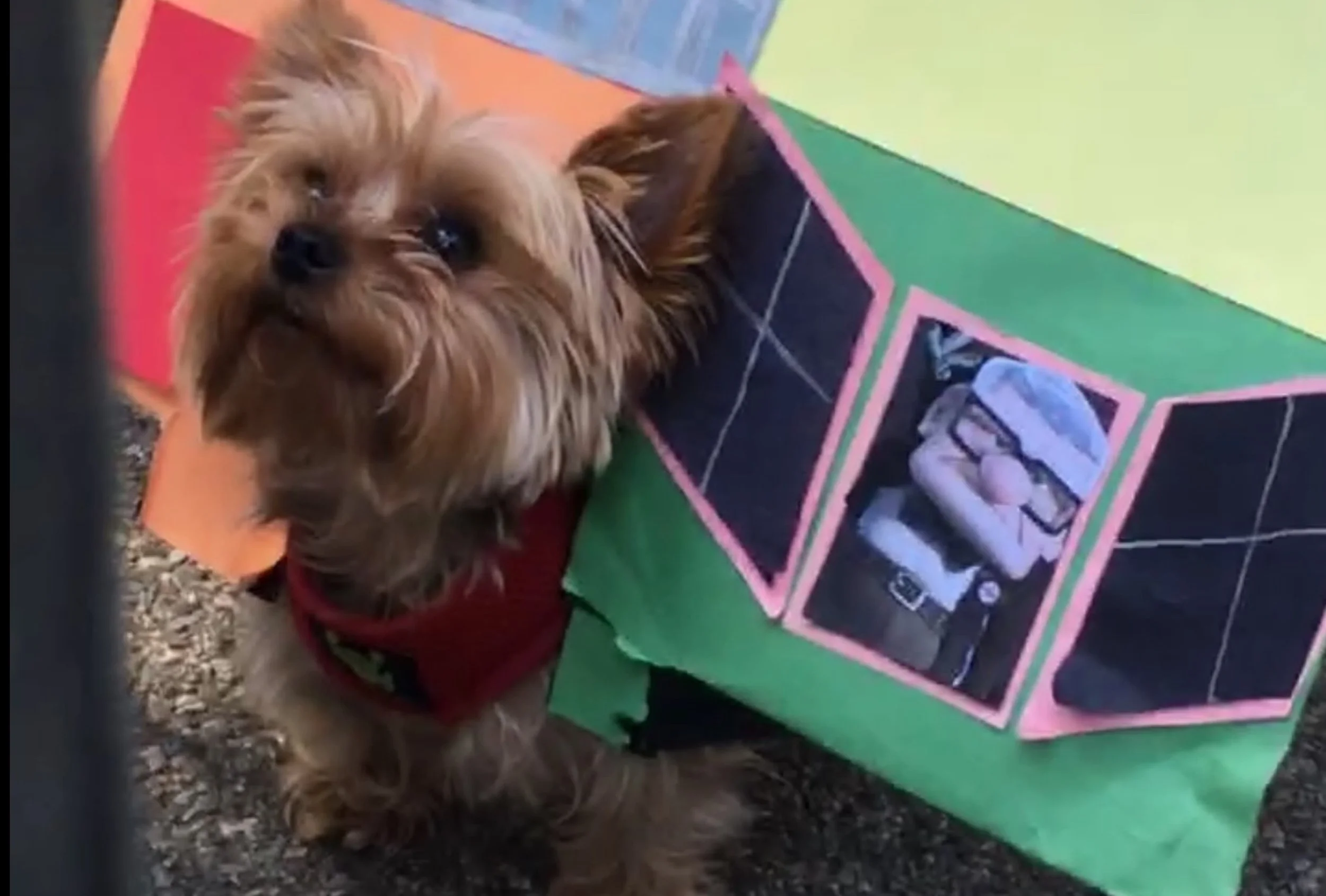 halloween dog parade nyc 2017