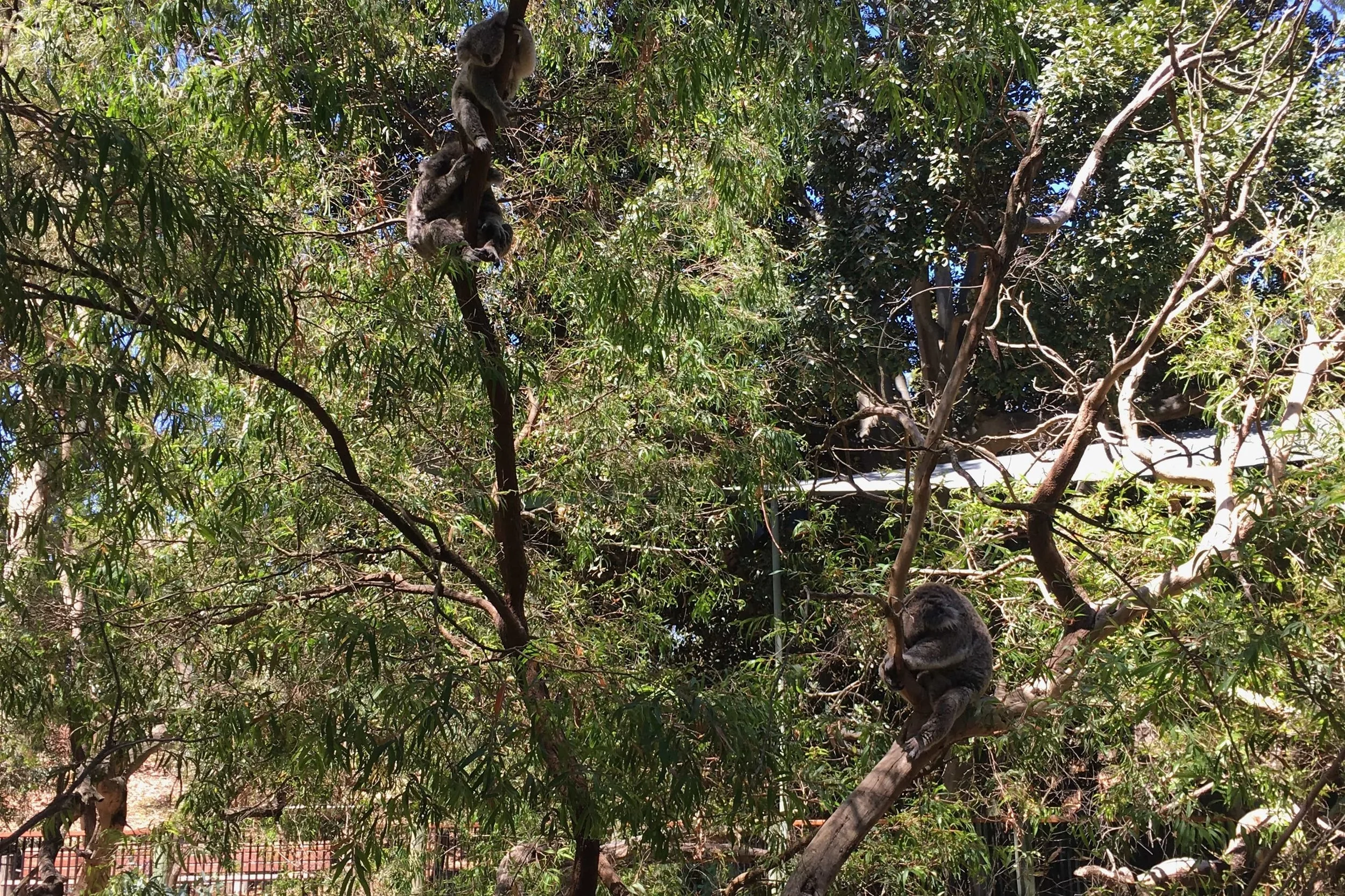 koalas sleeping on green trees