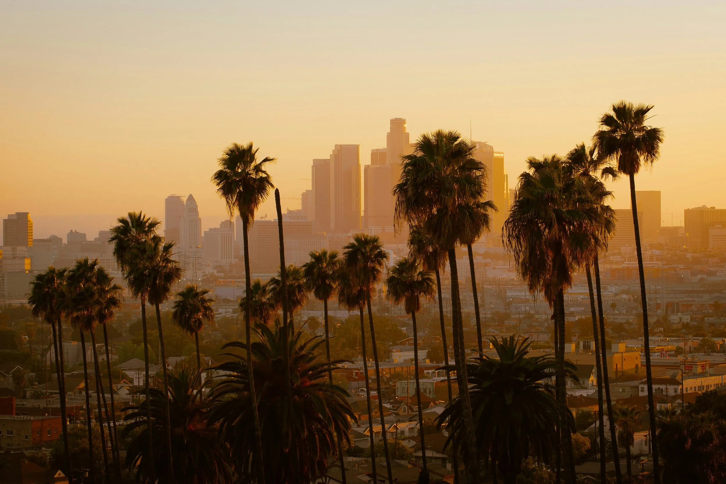 palm trees gold skies los angeles