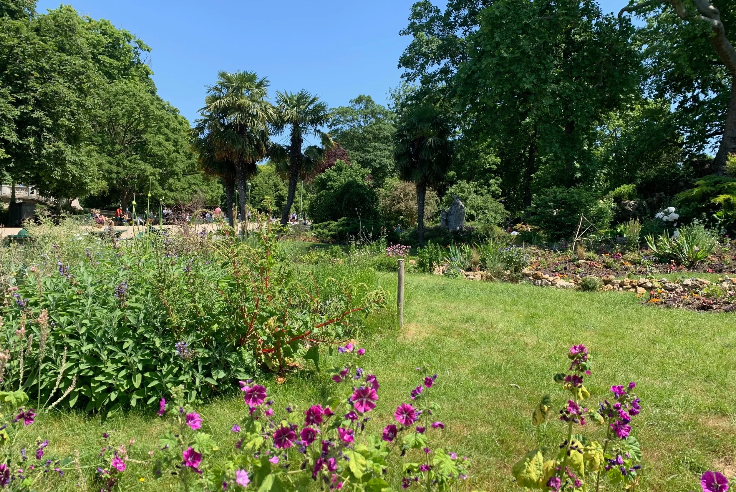 purple pink flowers and palm trees in a park