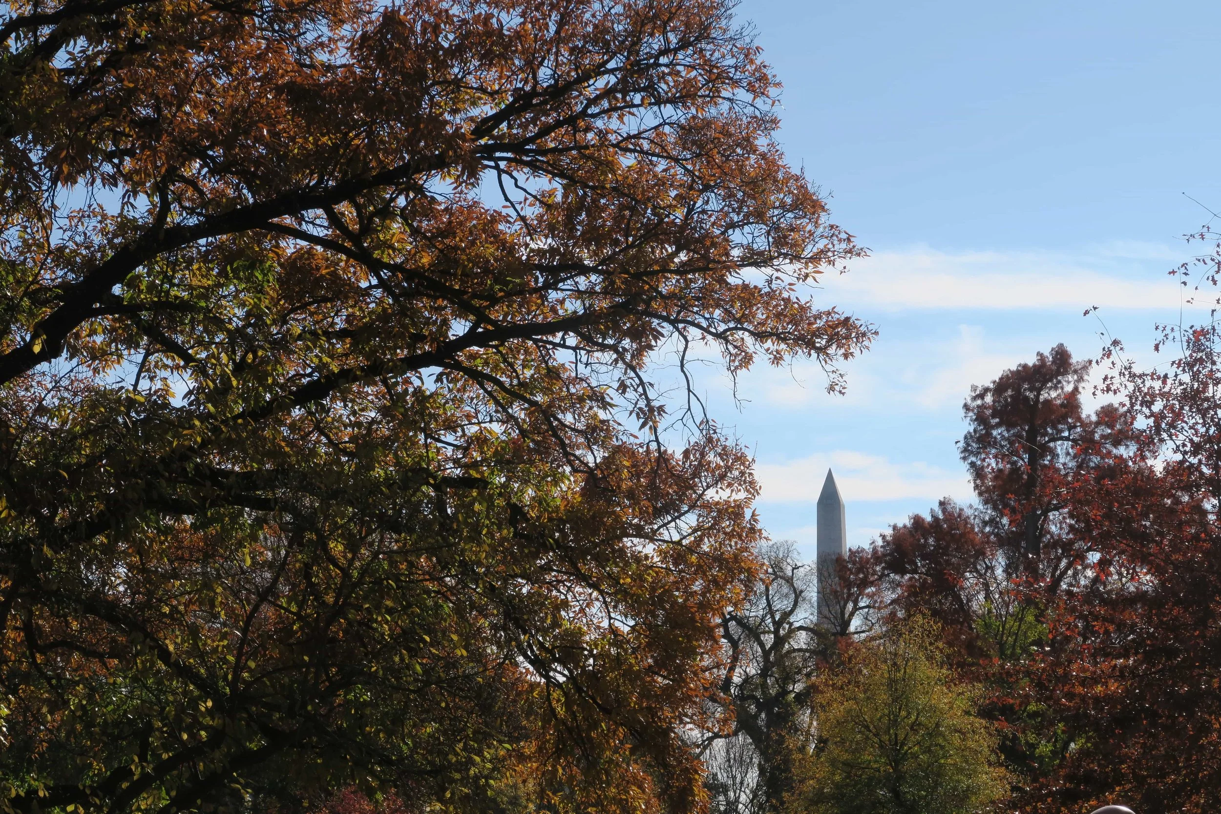 fall foliage and pointy white tower
