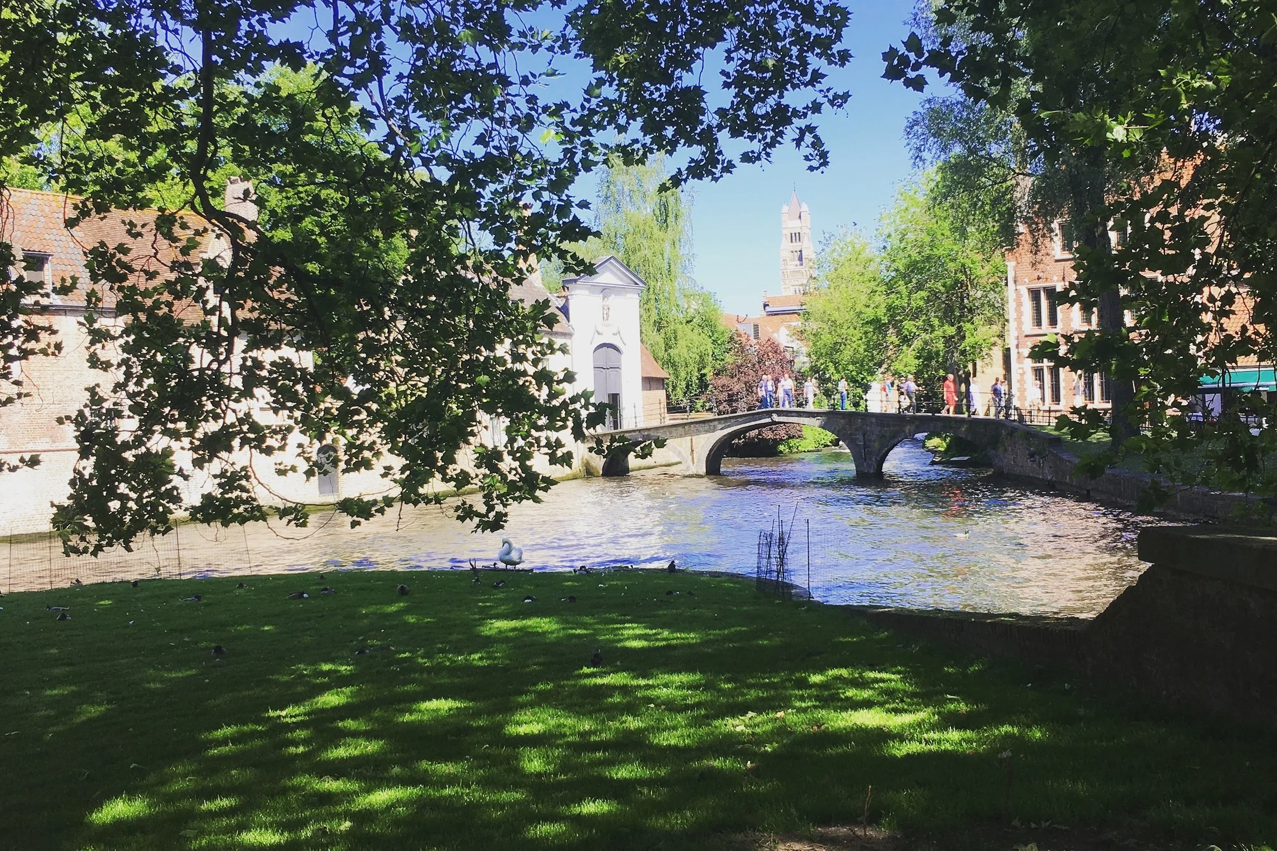 lake with green patch in bruges