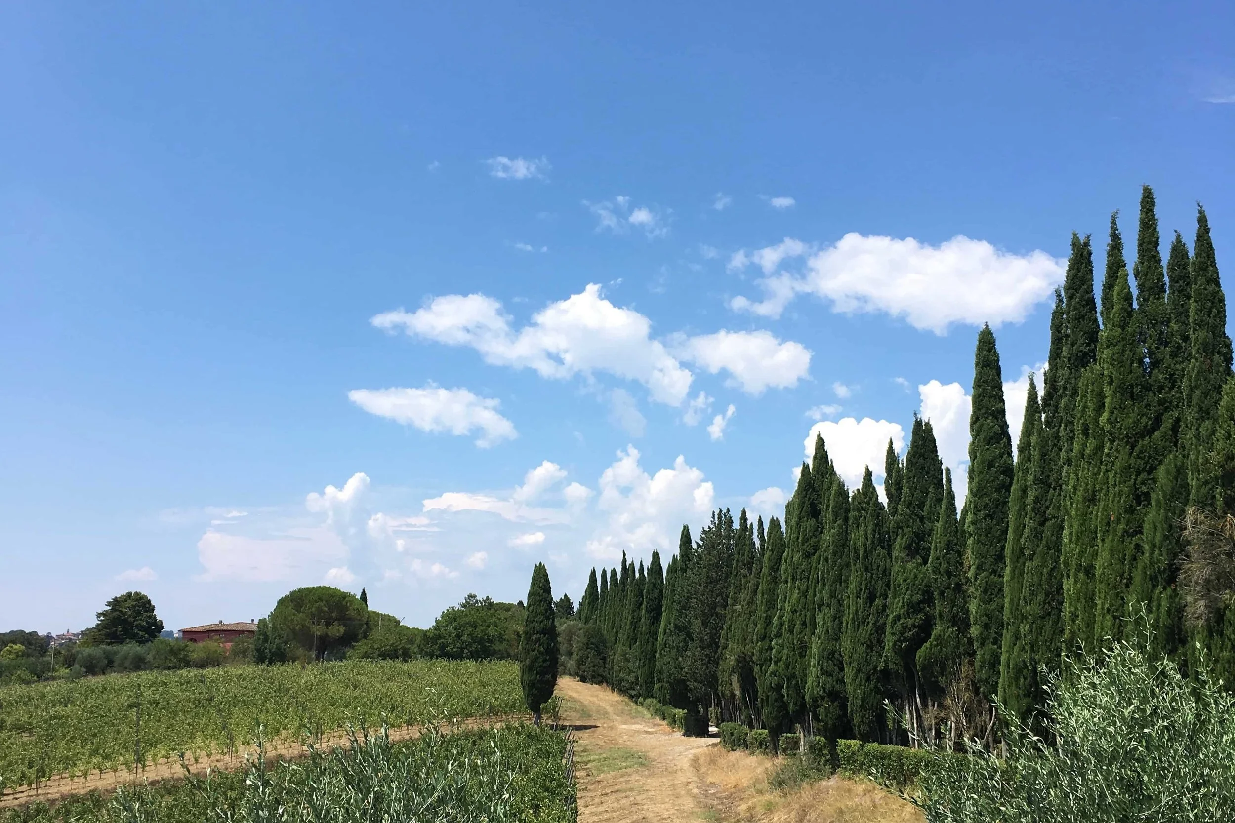 skinny trees in tuscany blue skies