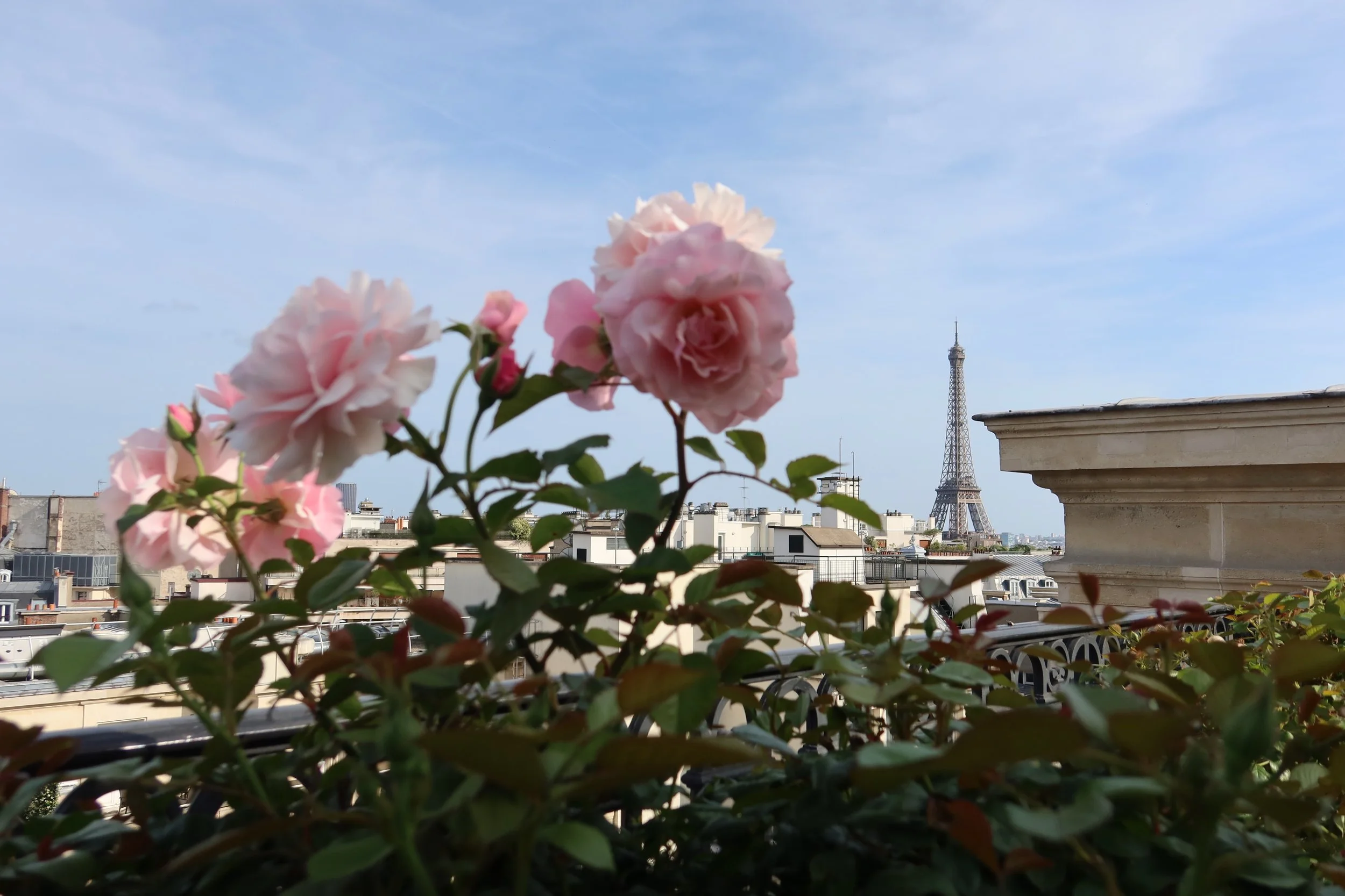 eiffel tower and light pink flowers