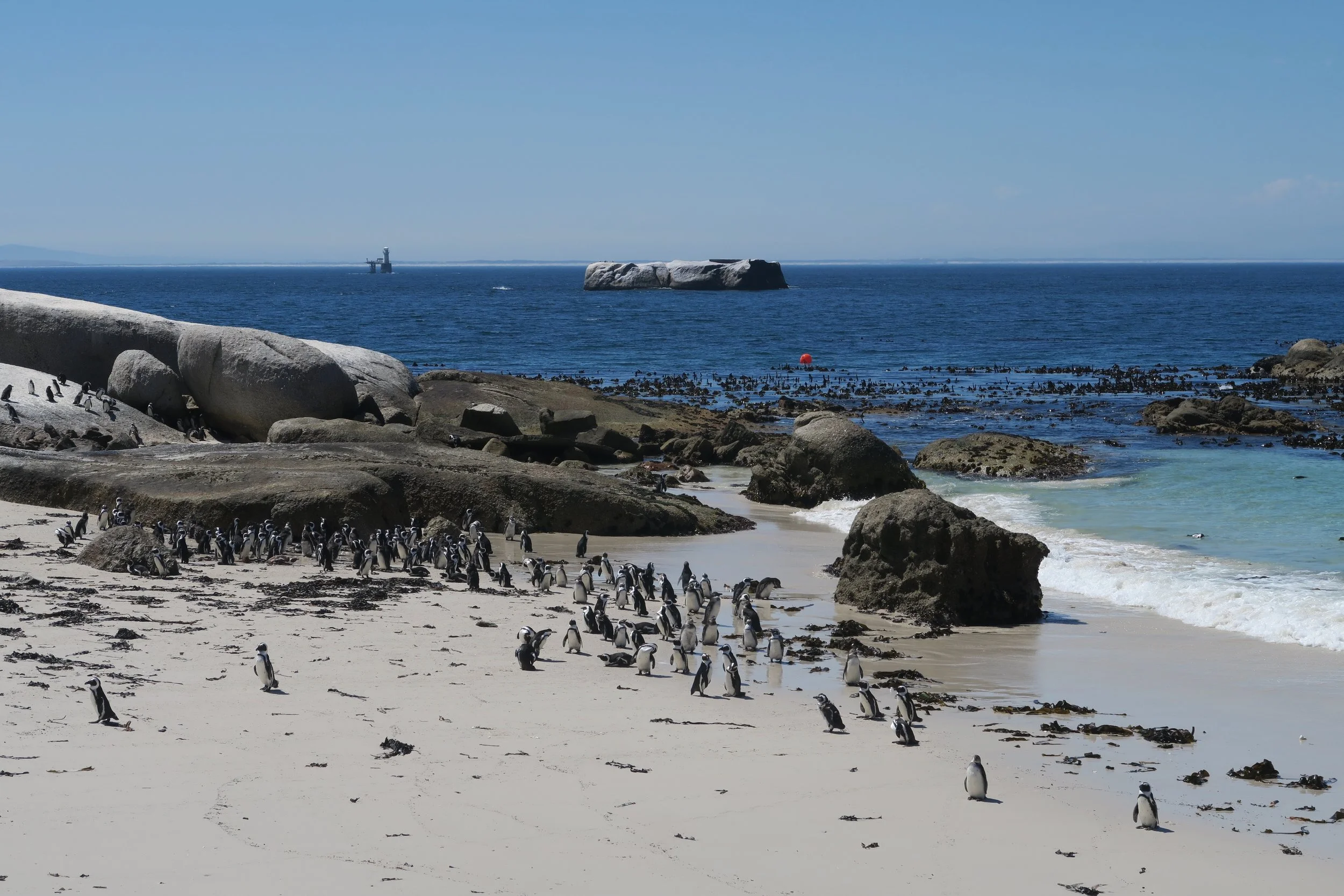 penguins at boulder's beach in cape town