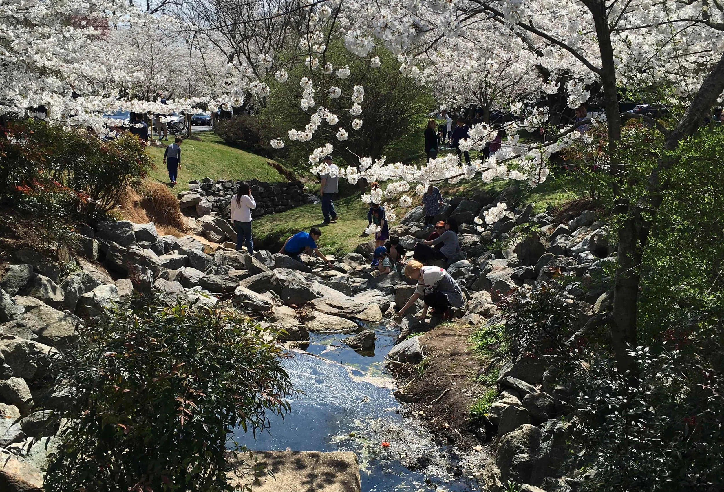 creek and cherry blossoms