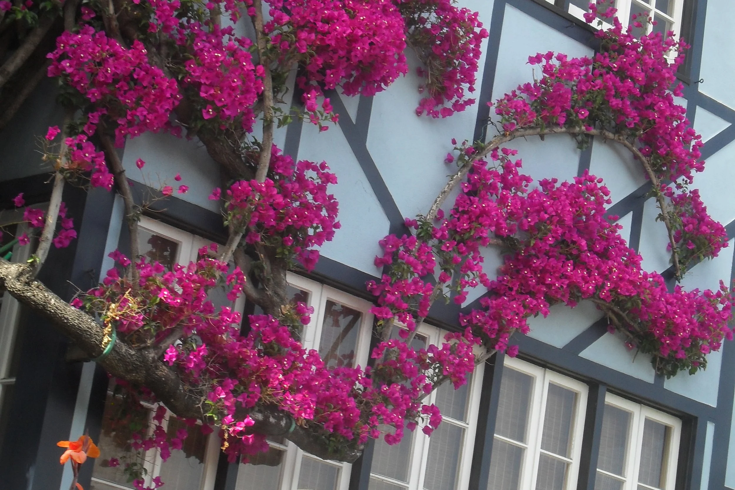 hot pink flowers on blue house
