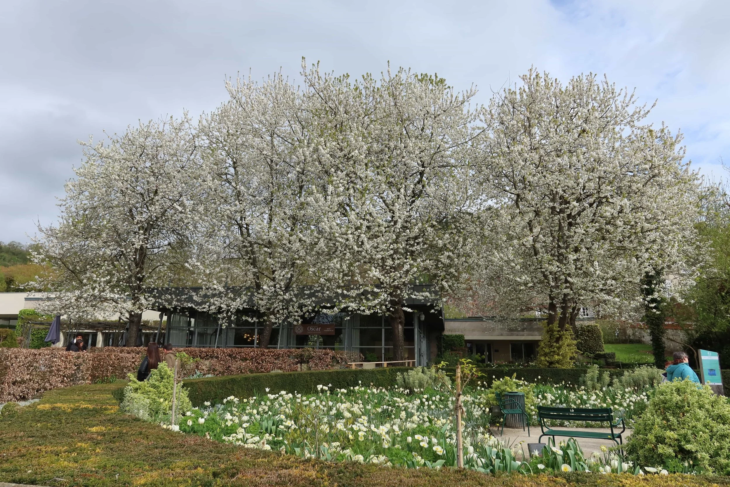 impressionist museum cherry blossoms giverny