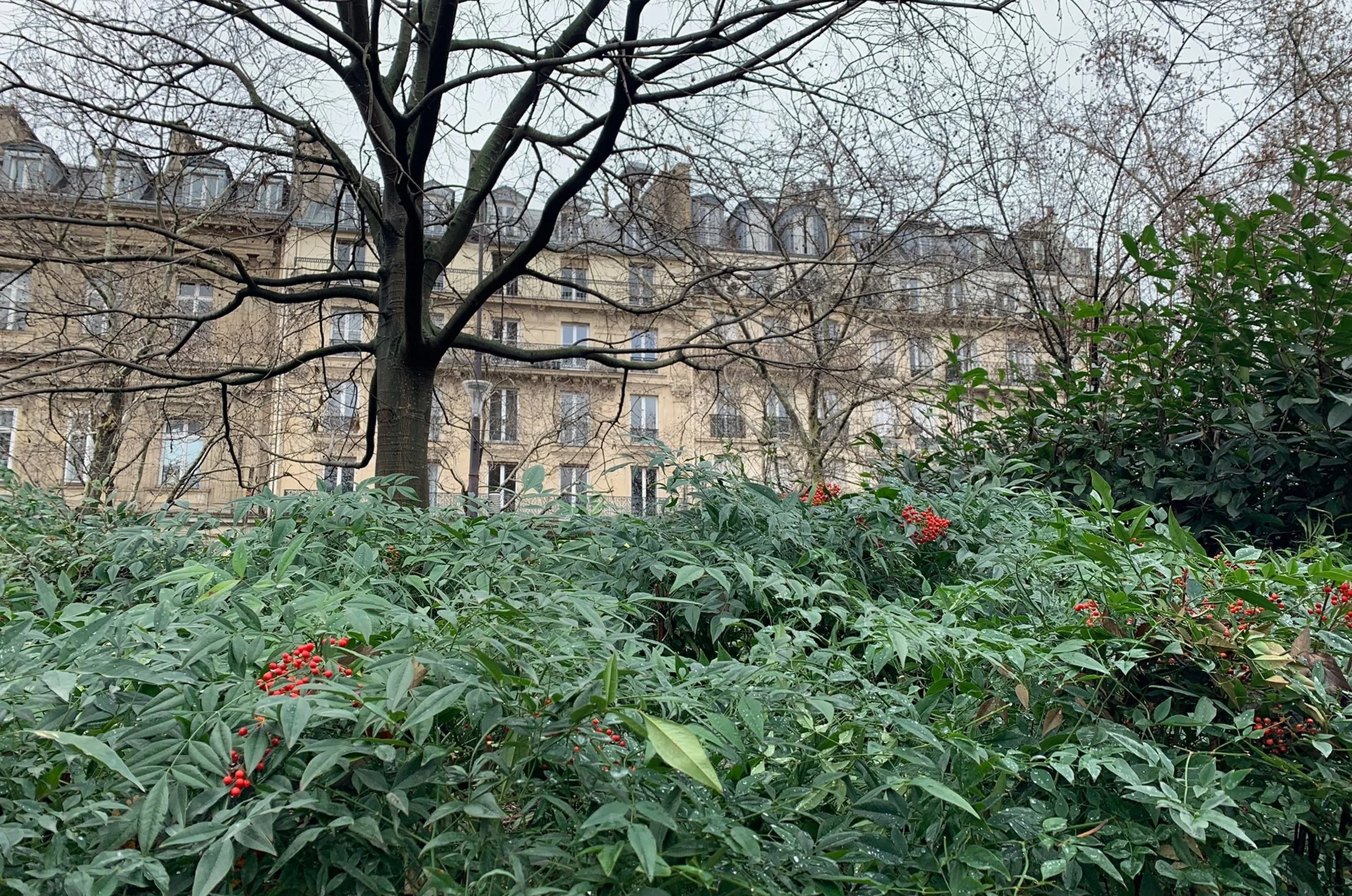 green foliage haussmann style buildings and cloudy skies