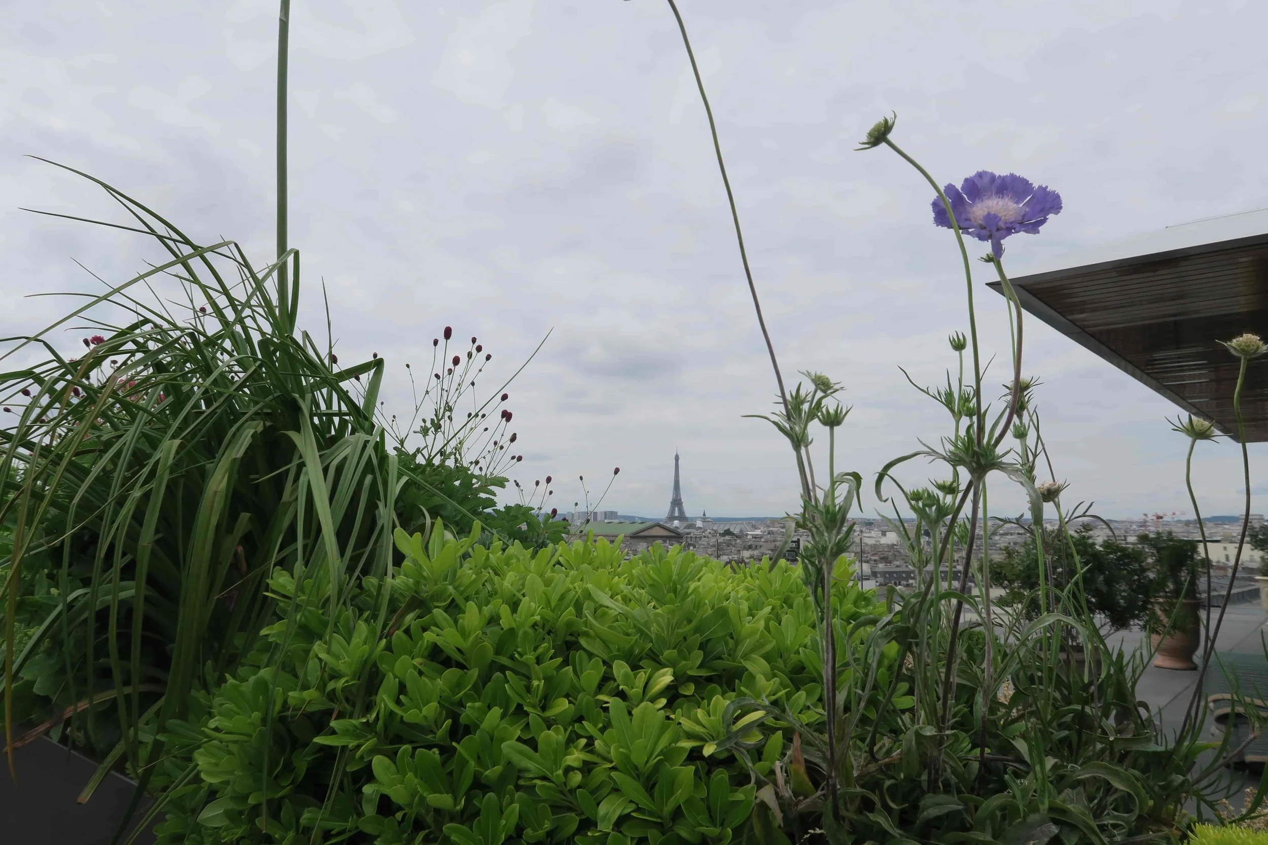 galeries lafayette purple flower grey sky