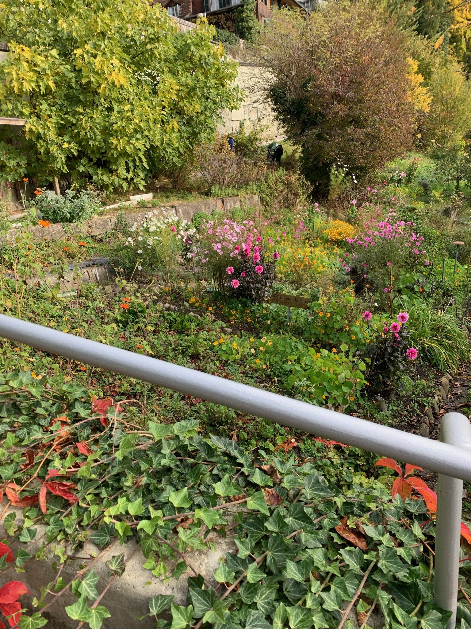 Flowers in Bern, Switzerland