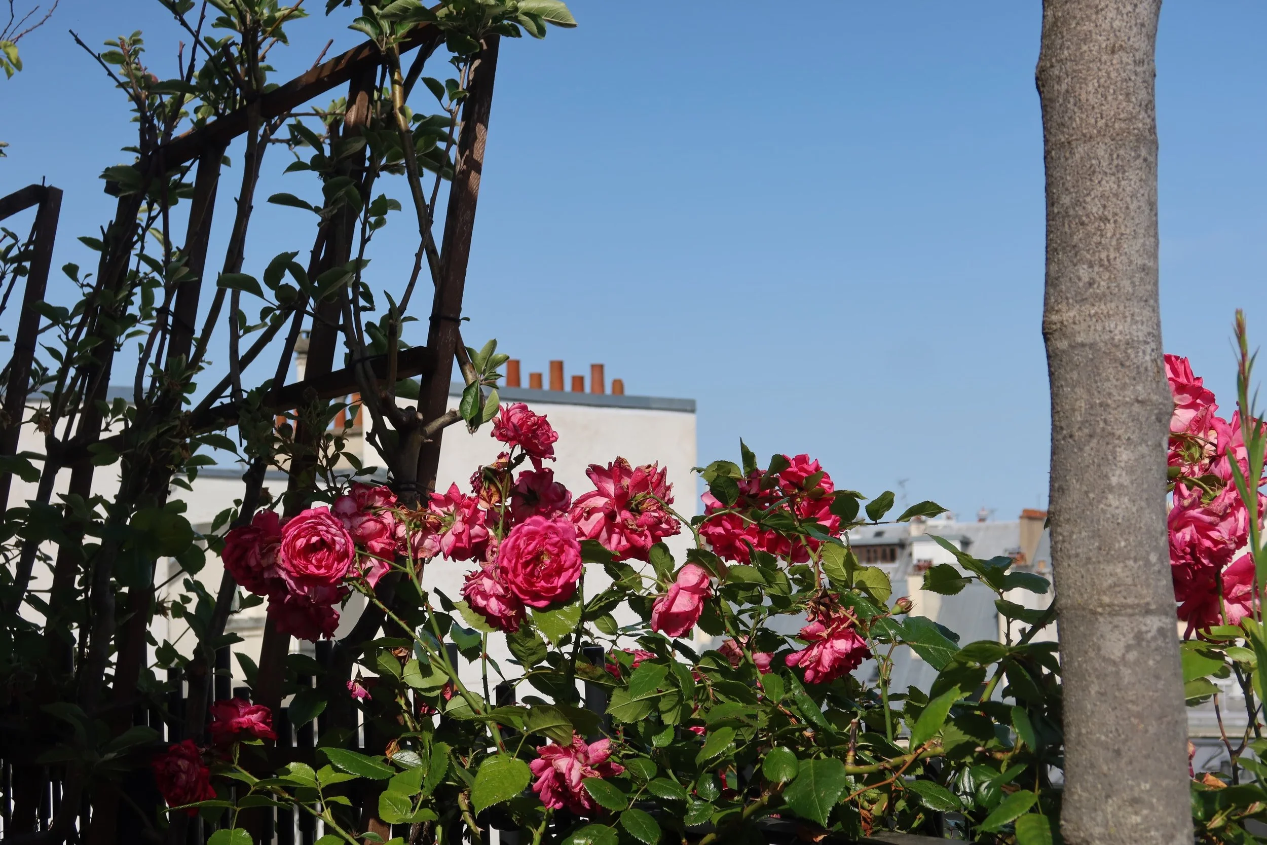 red pink flowers and parisian rooftop