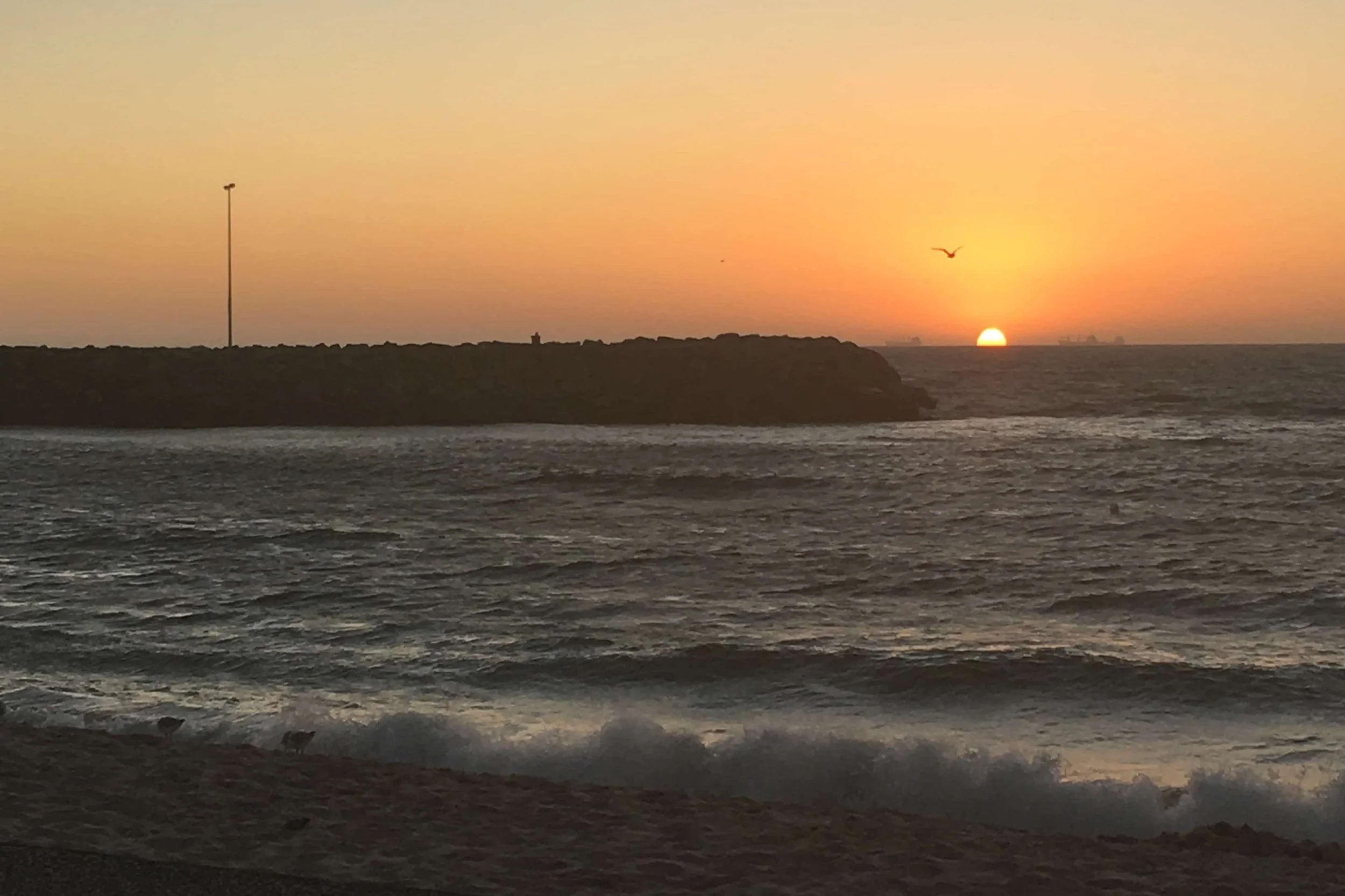 bird flying over sunset