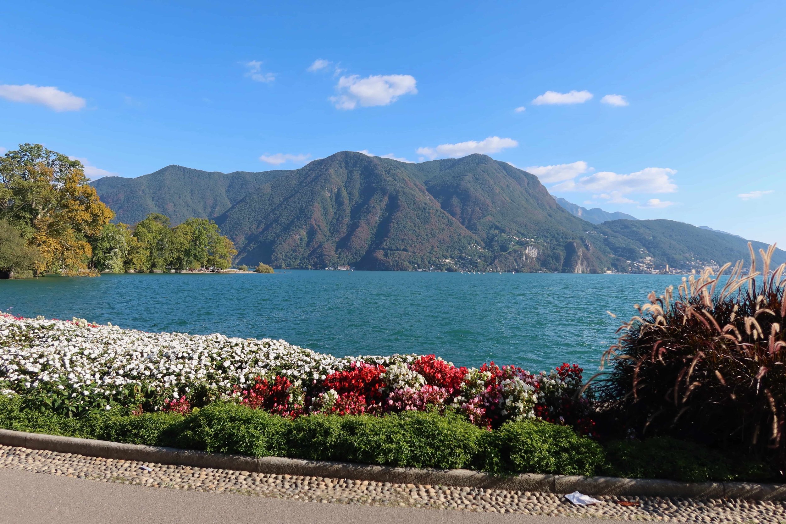 white and red flowers with teal water and mountains